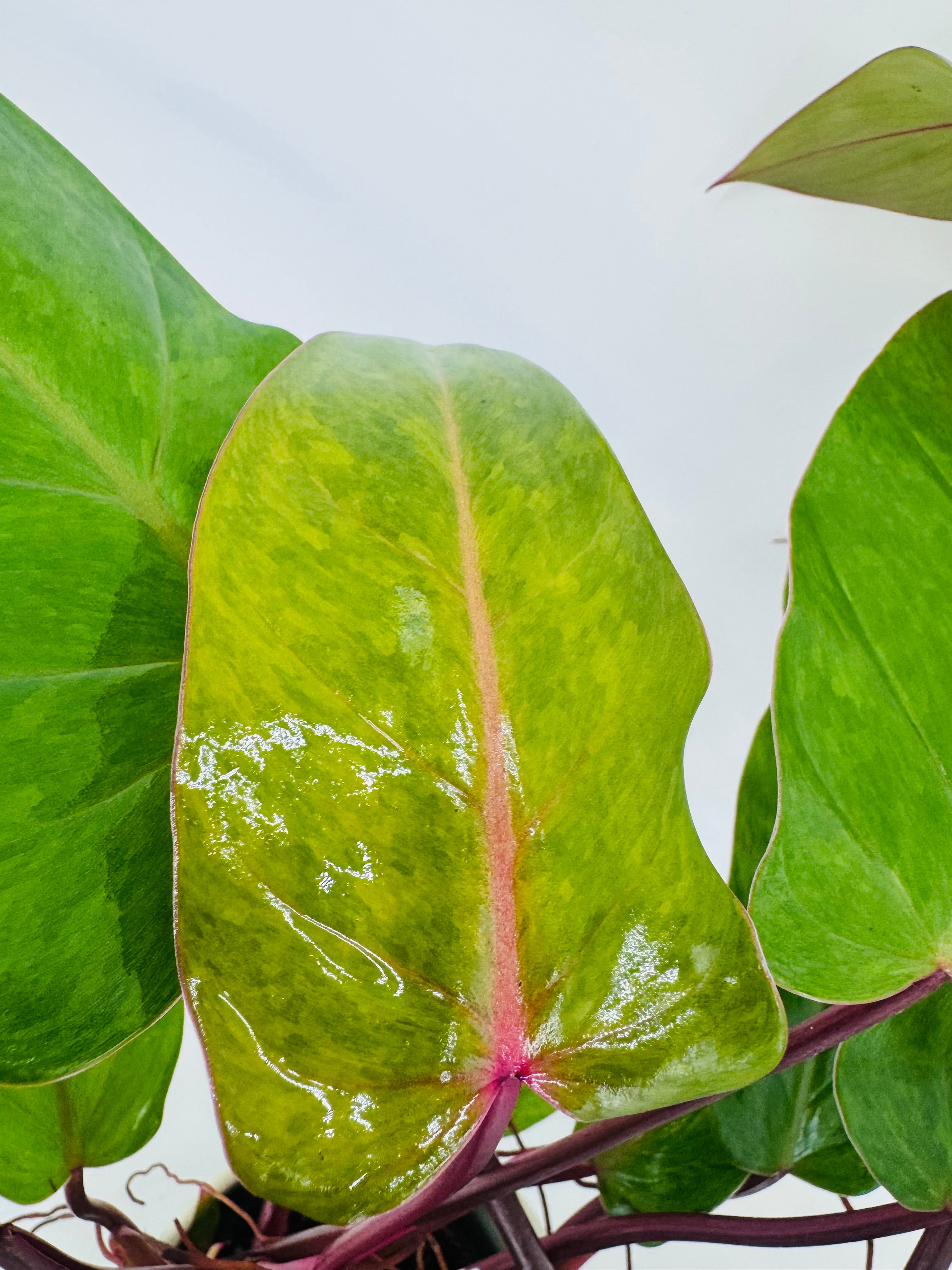PHILODENDRON PAINTED LADY M12