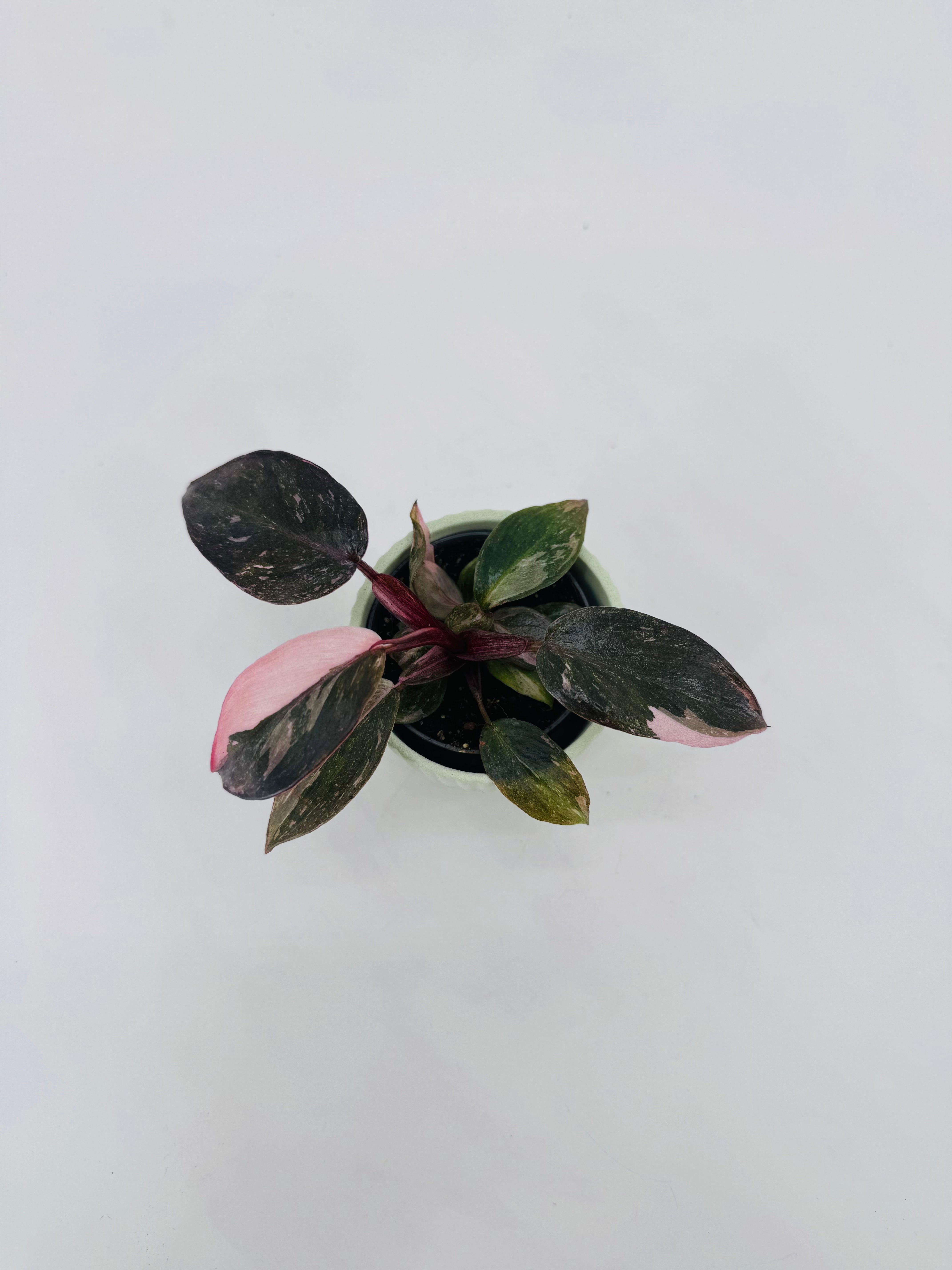 PHILODENDRON PINK PRINCESS M6