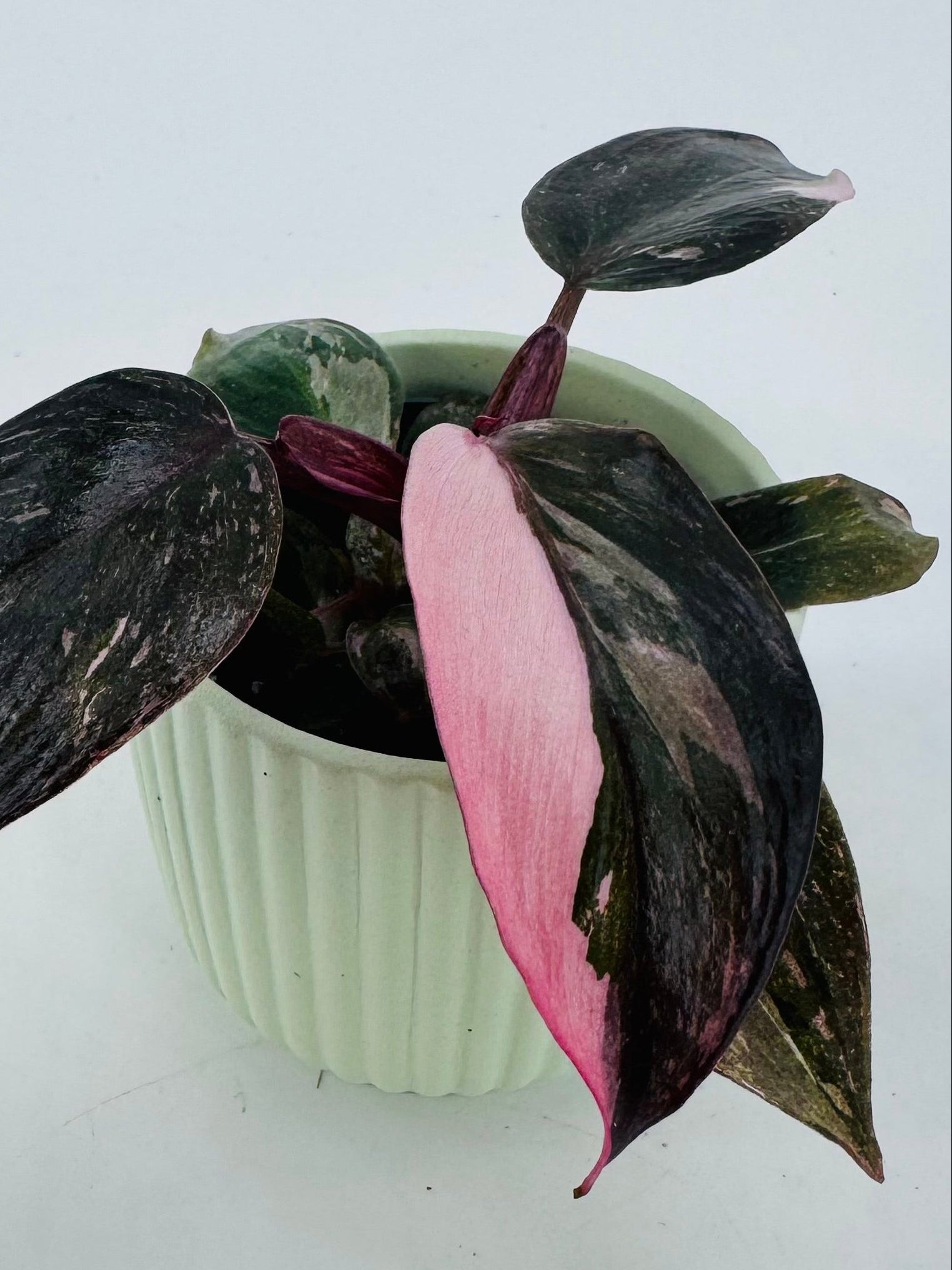 Philodendron Pink Princess M6 en maceta verde claro, con hojas verde oscuro y variegación rosa vibrante.