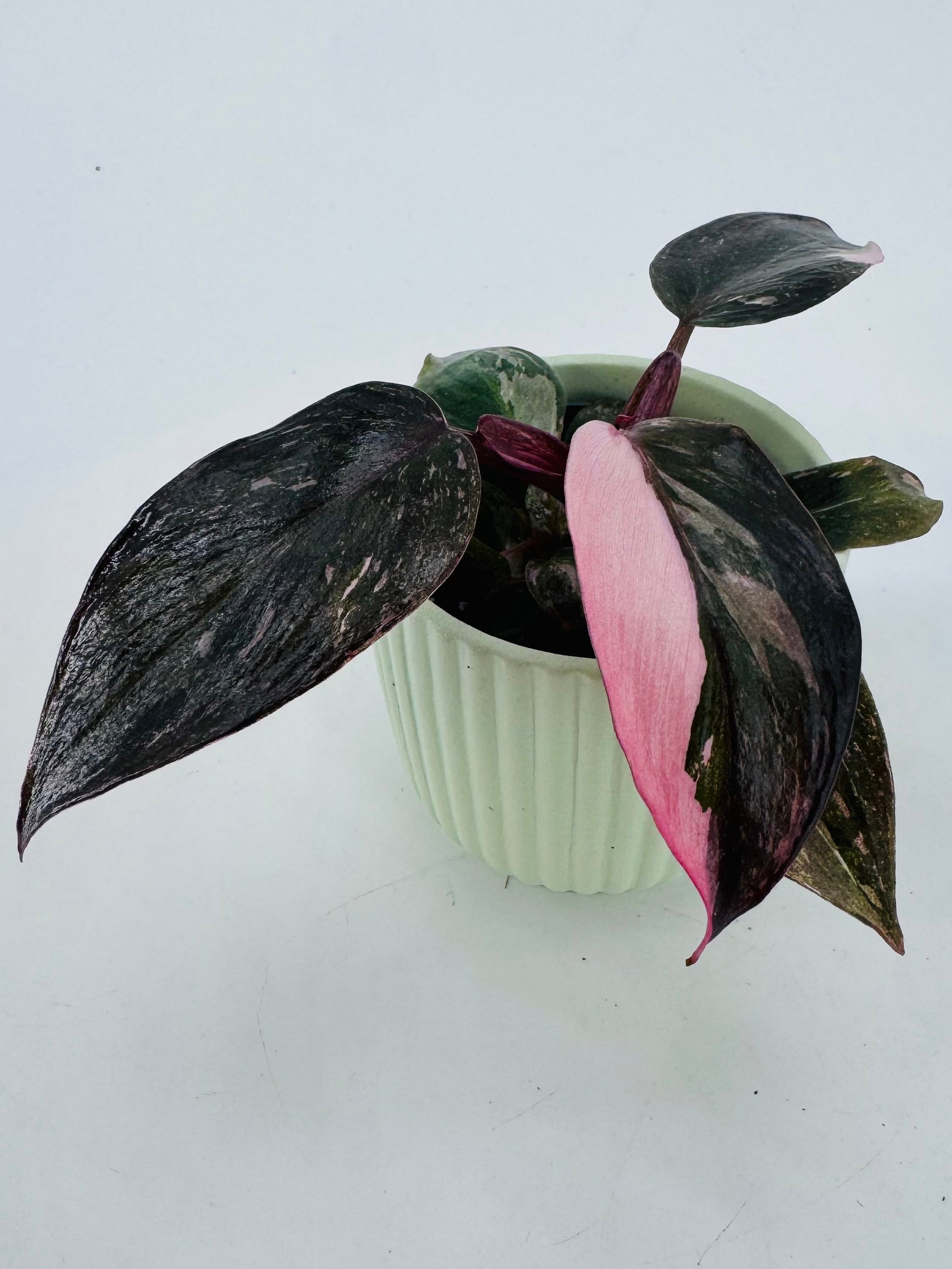 Philodendron Pink Princess M6 en maceta verde claro, con hojas verde oscuro y variegación rosa vibrante.