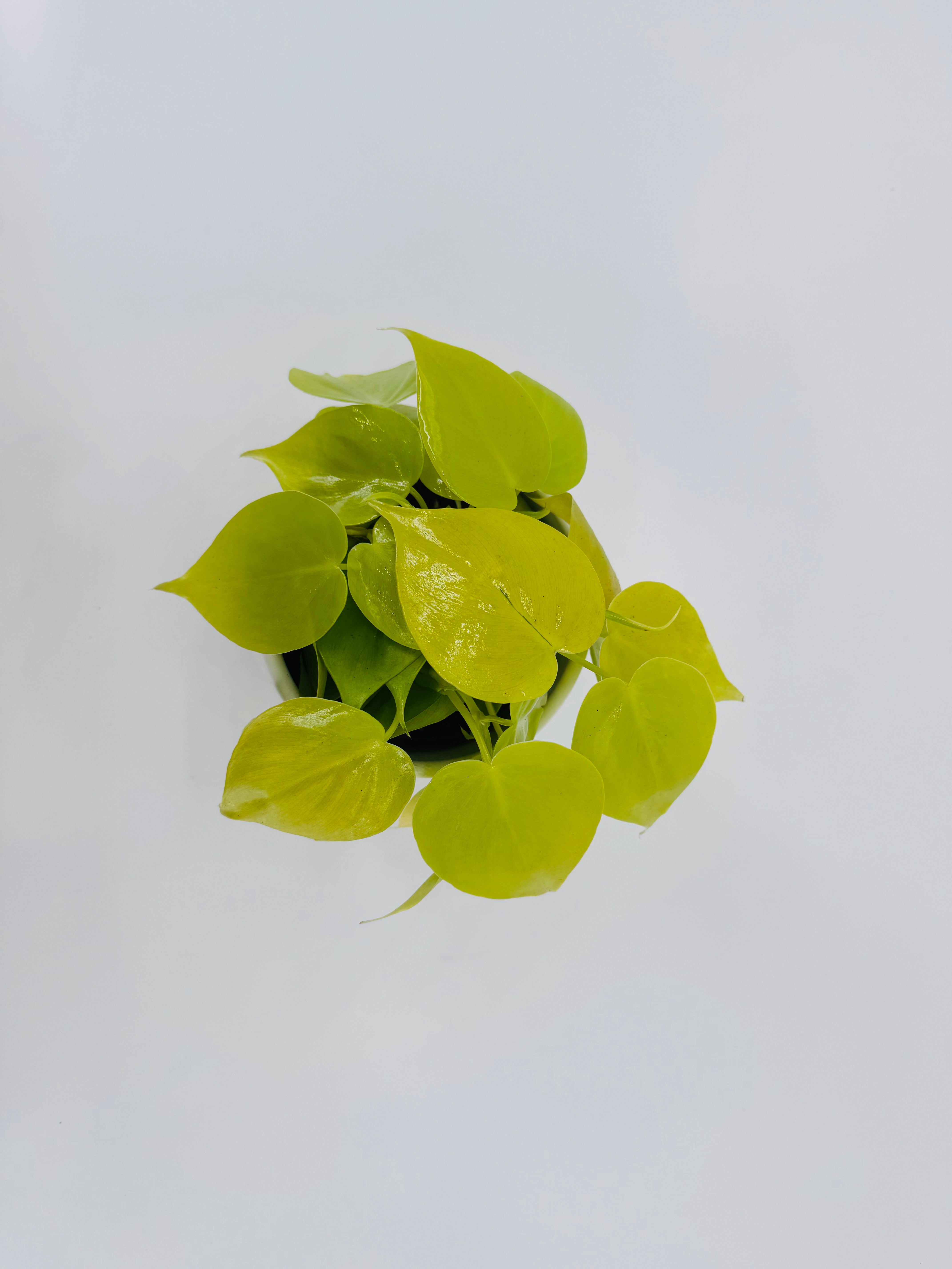 PHILODENDRON SCANDENS MICANS M12
