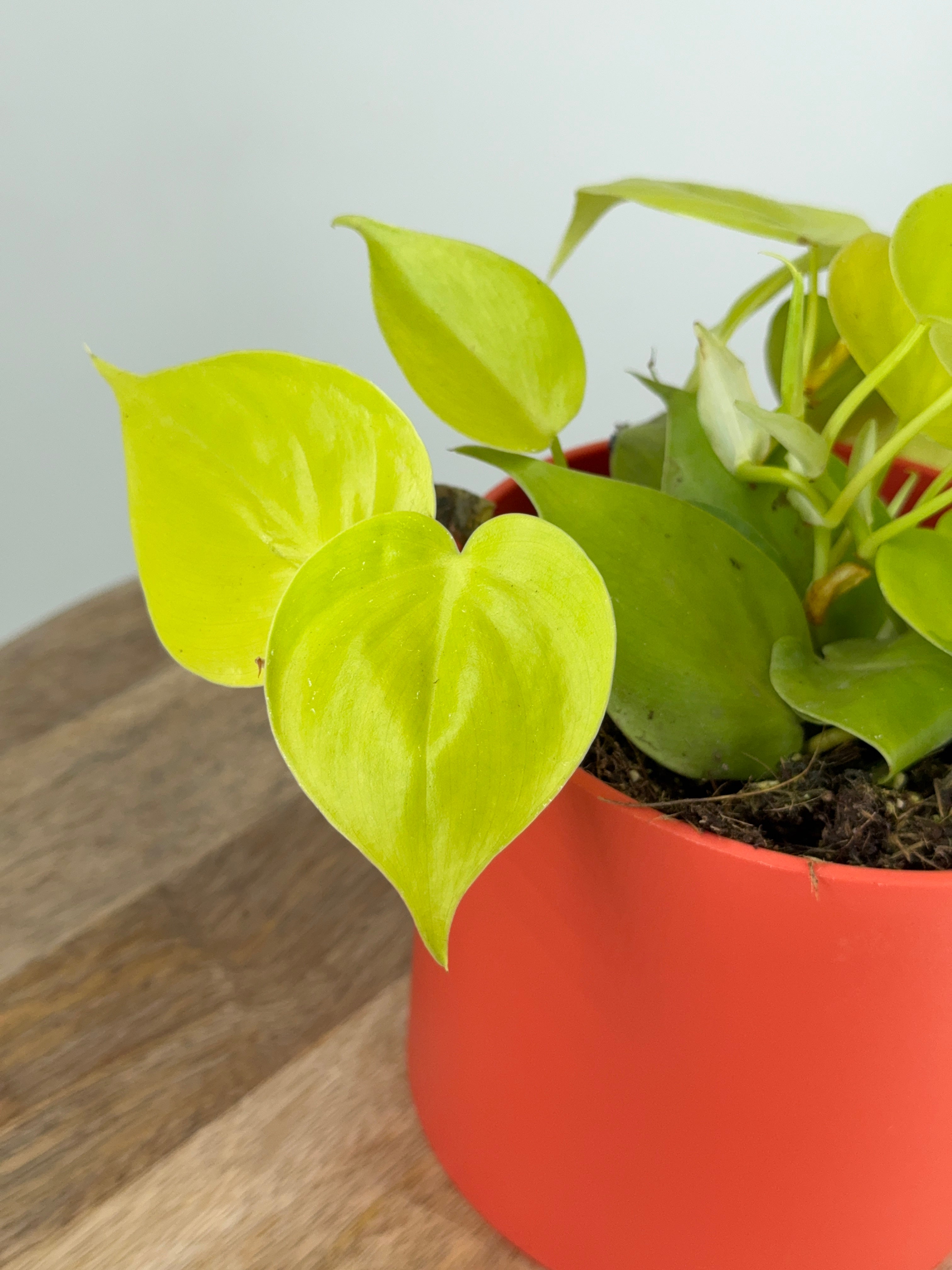 PHILODENDRON SCANDENS MICANS M12