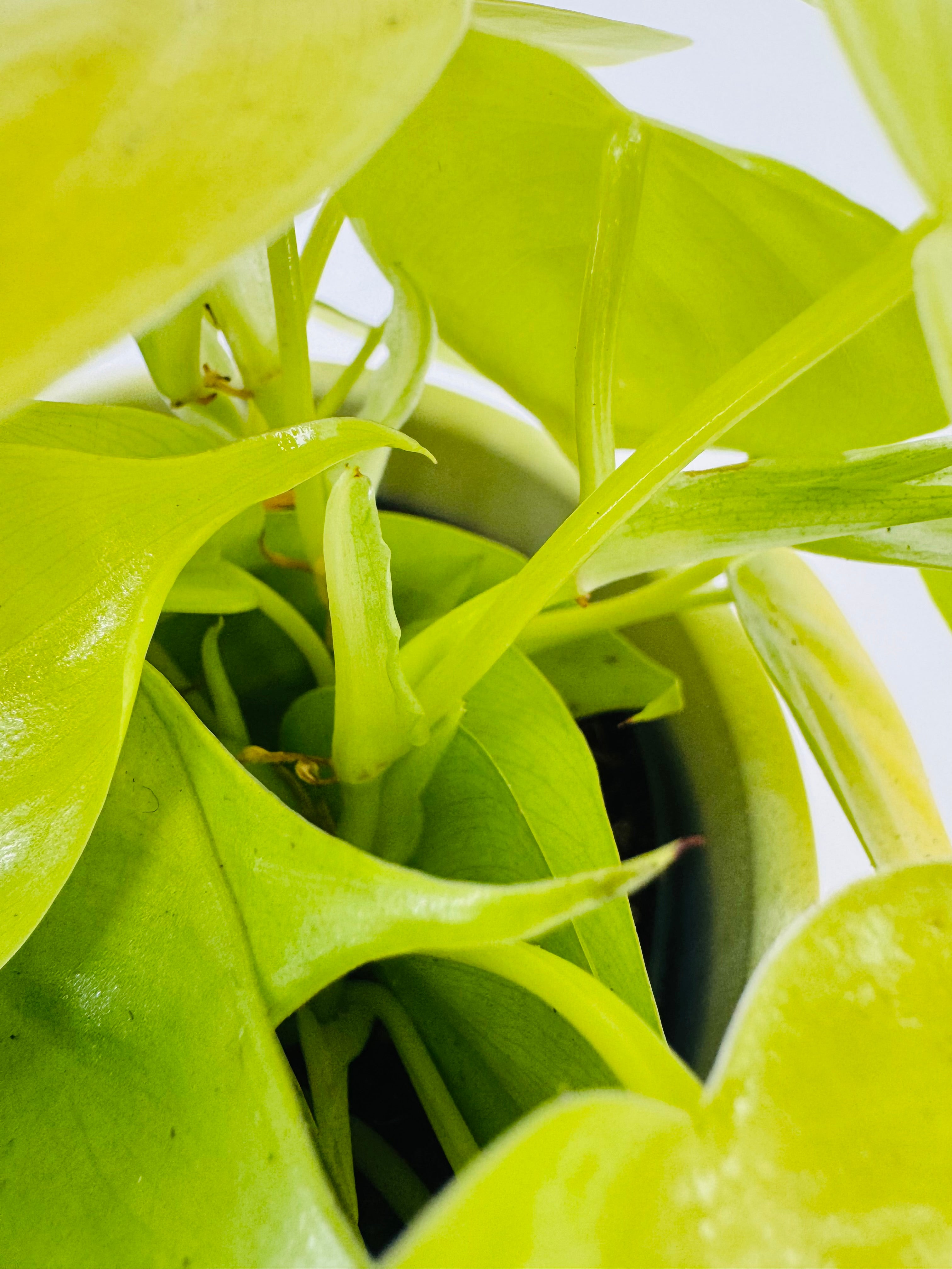 PHILODENDRON SCANDENS MICANS M12