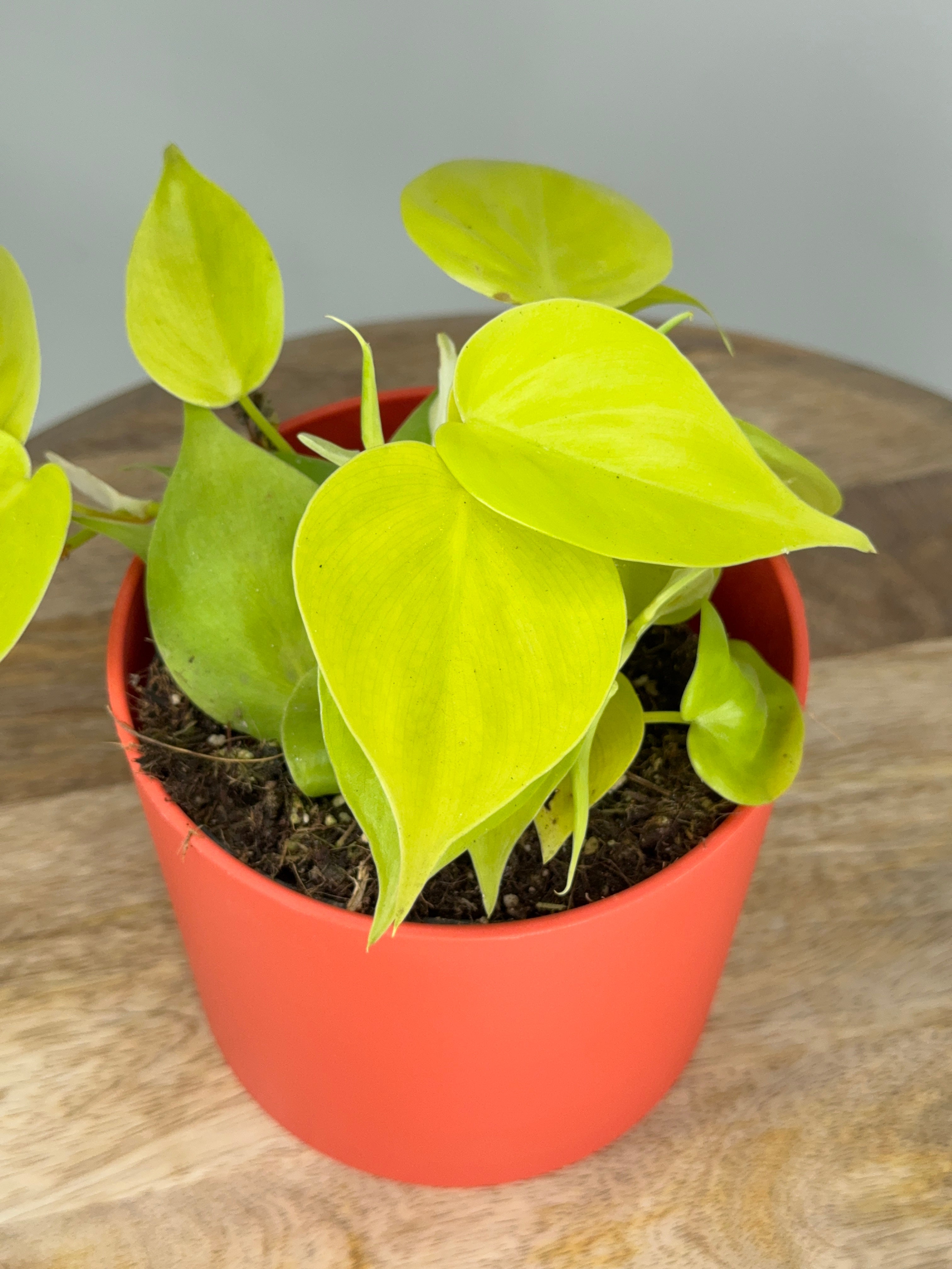 PHILODENDRON SCANDENS MICANS M12