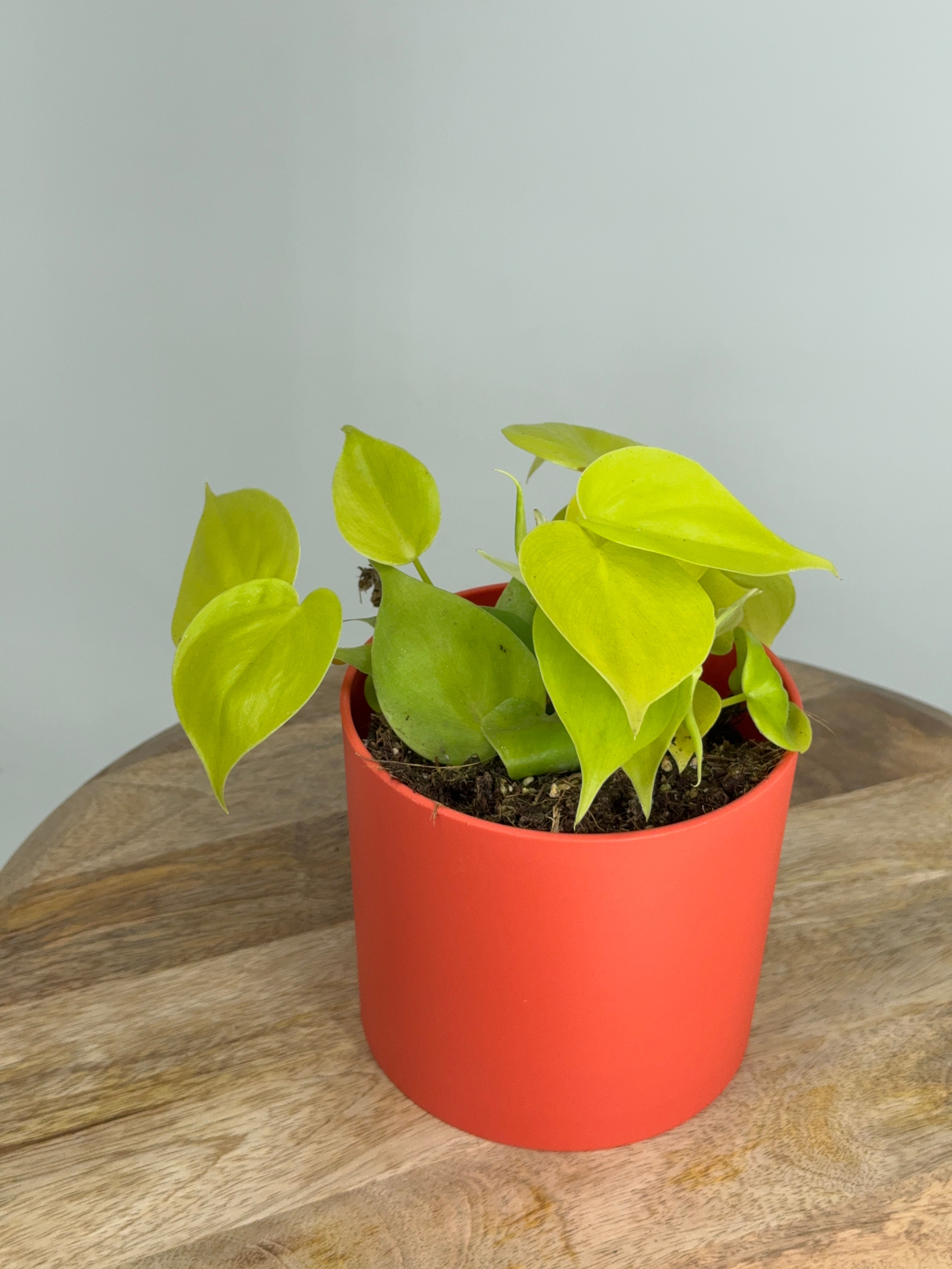PHILODENDRON SCANDENS MICANS M12