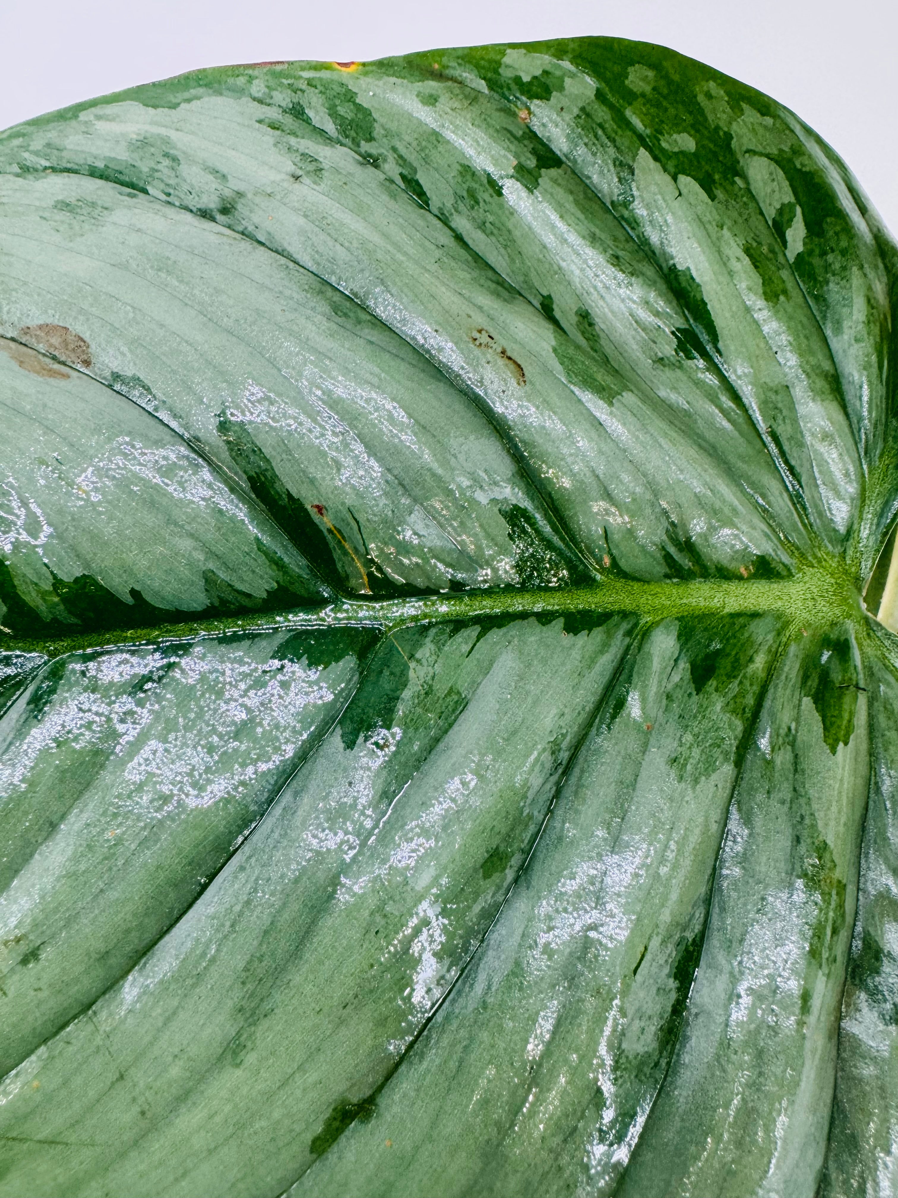 PHILODENDRON SODIROI M15