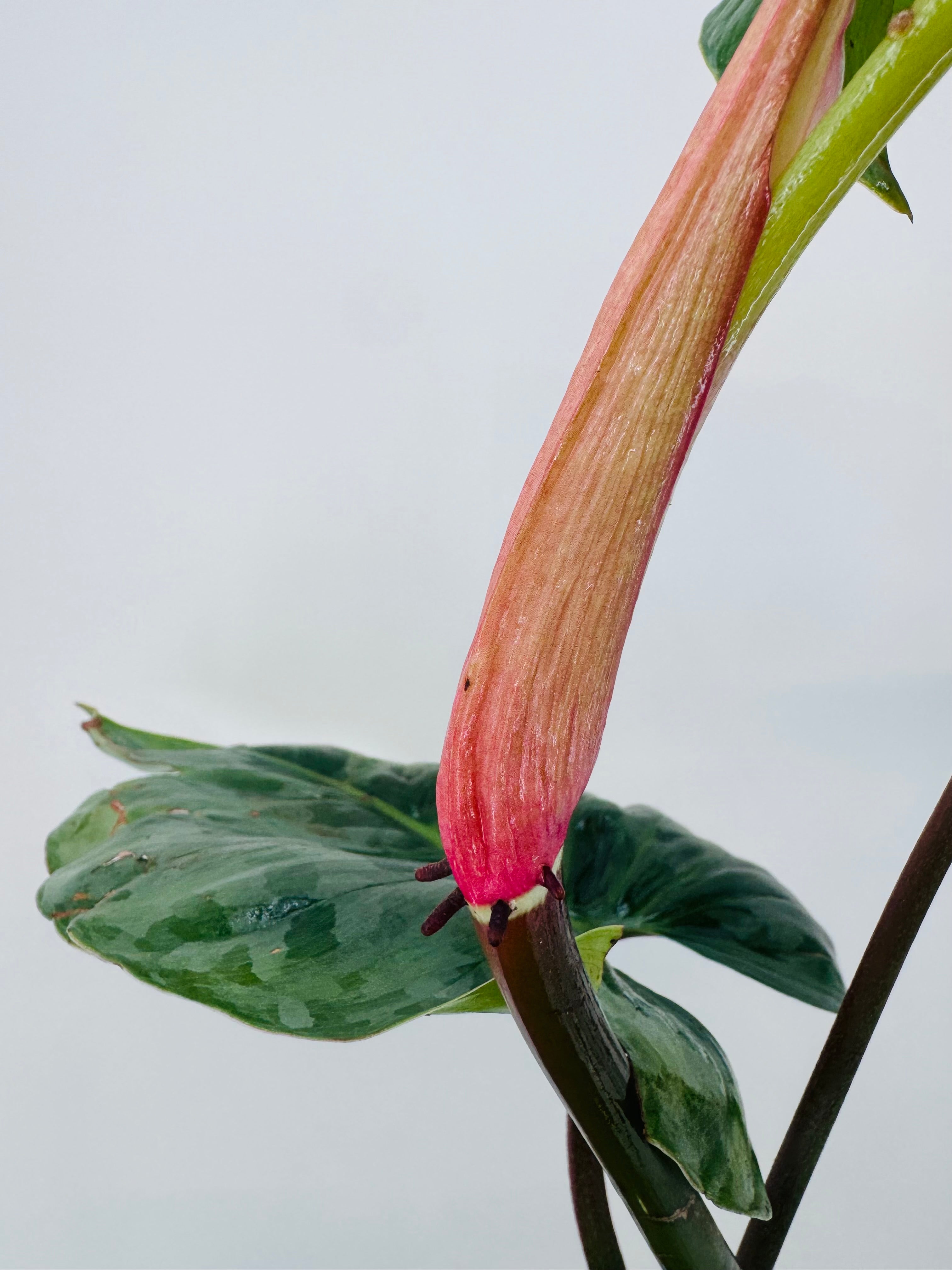 PHILODENDRON SODIROI M15