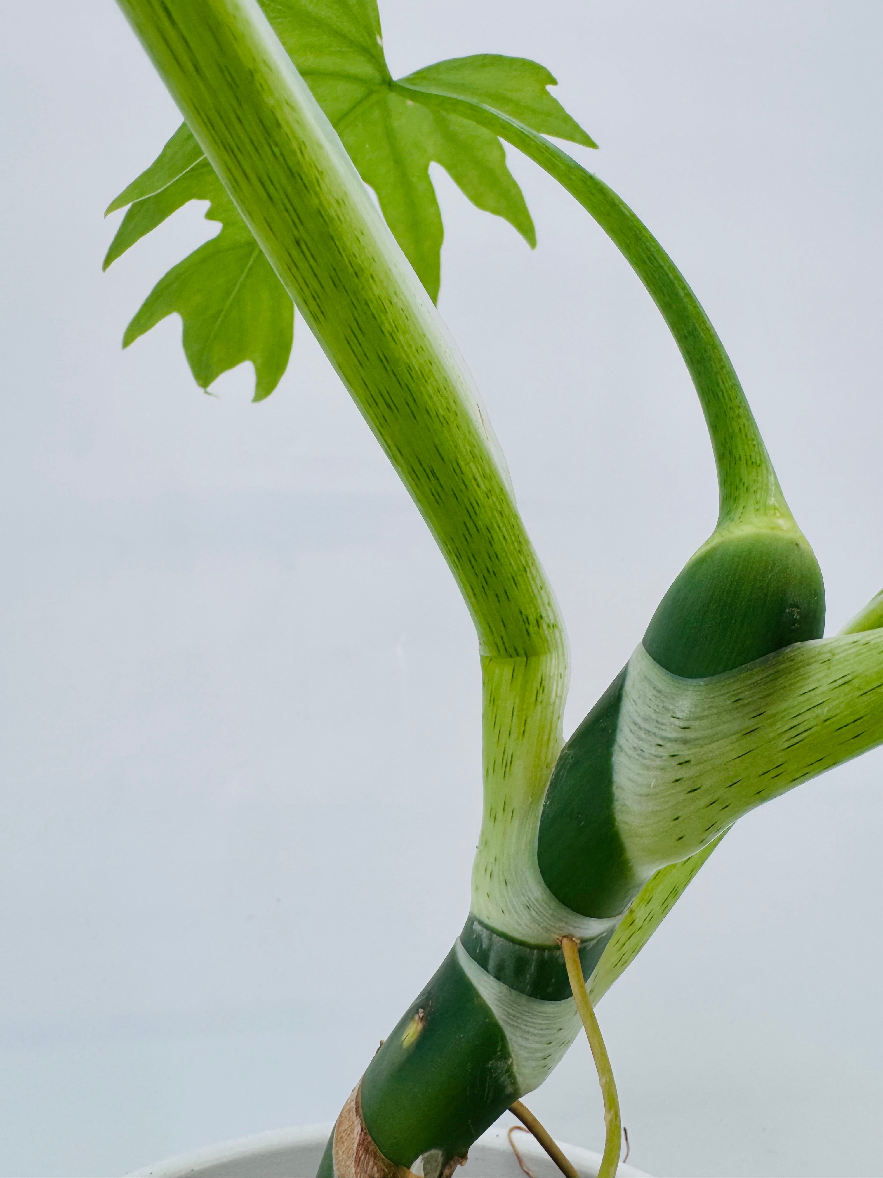 PHILODENDRON WARSZEWICZII M12