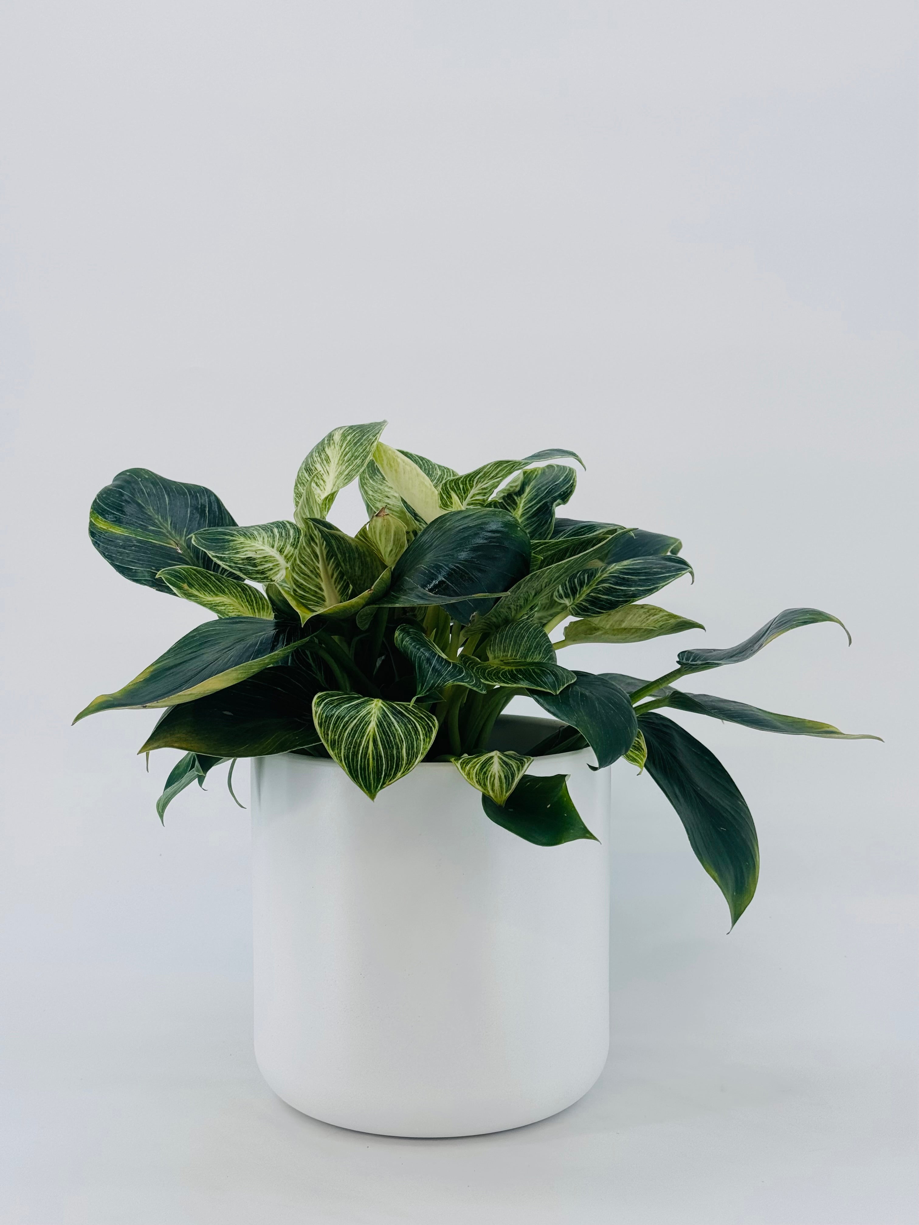 PHILODENDRON WHITE MESURE 14CM