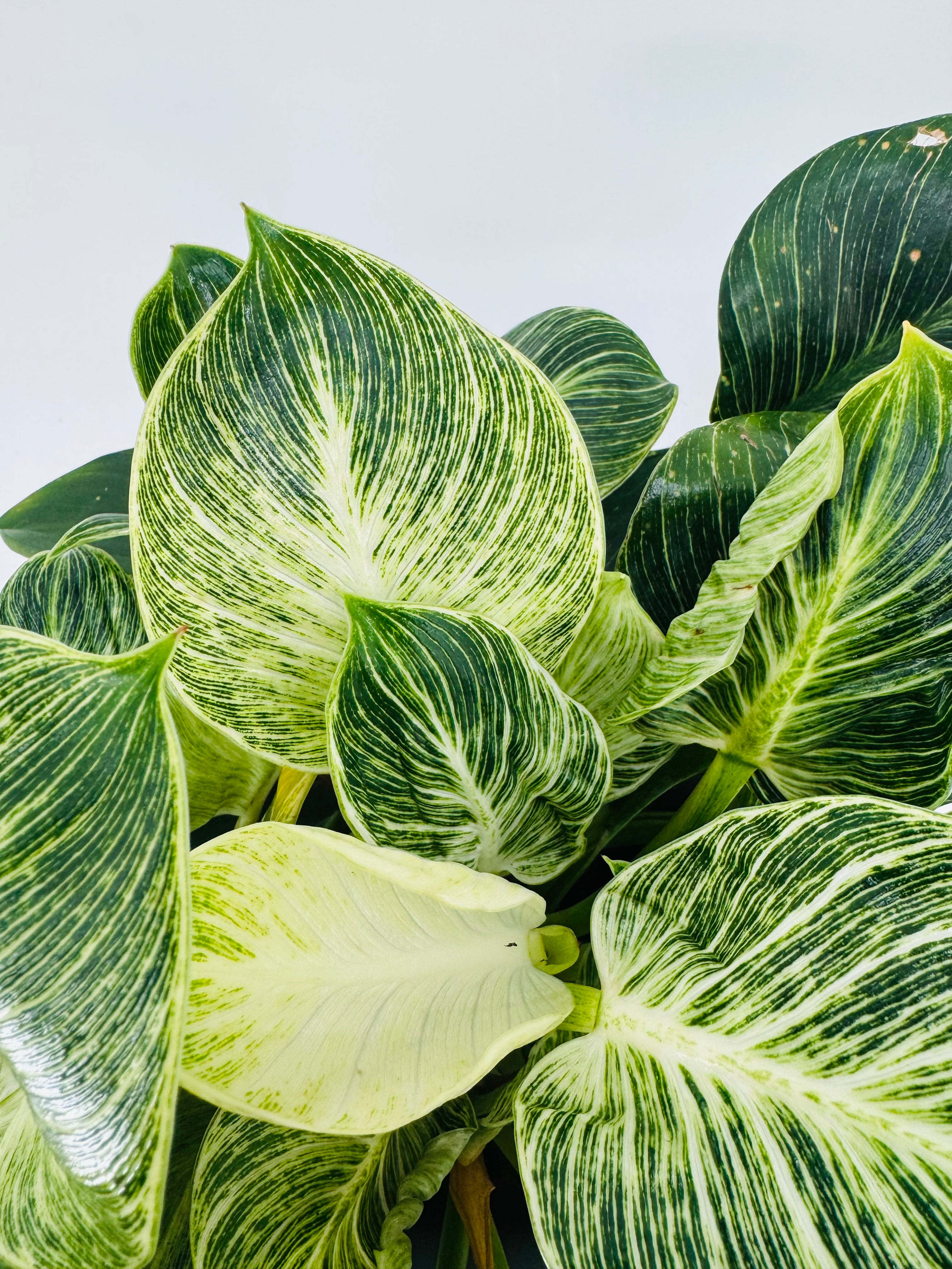 PHILODENDRON WHITE MESURE 14CM