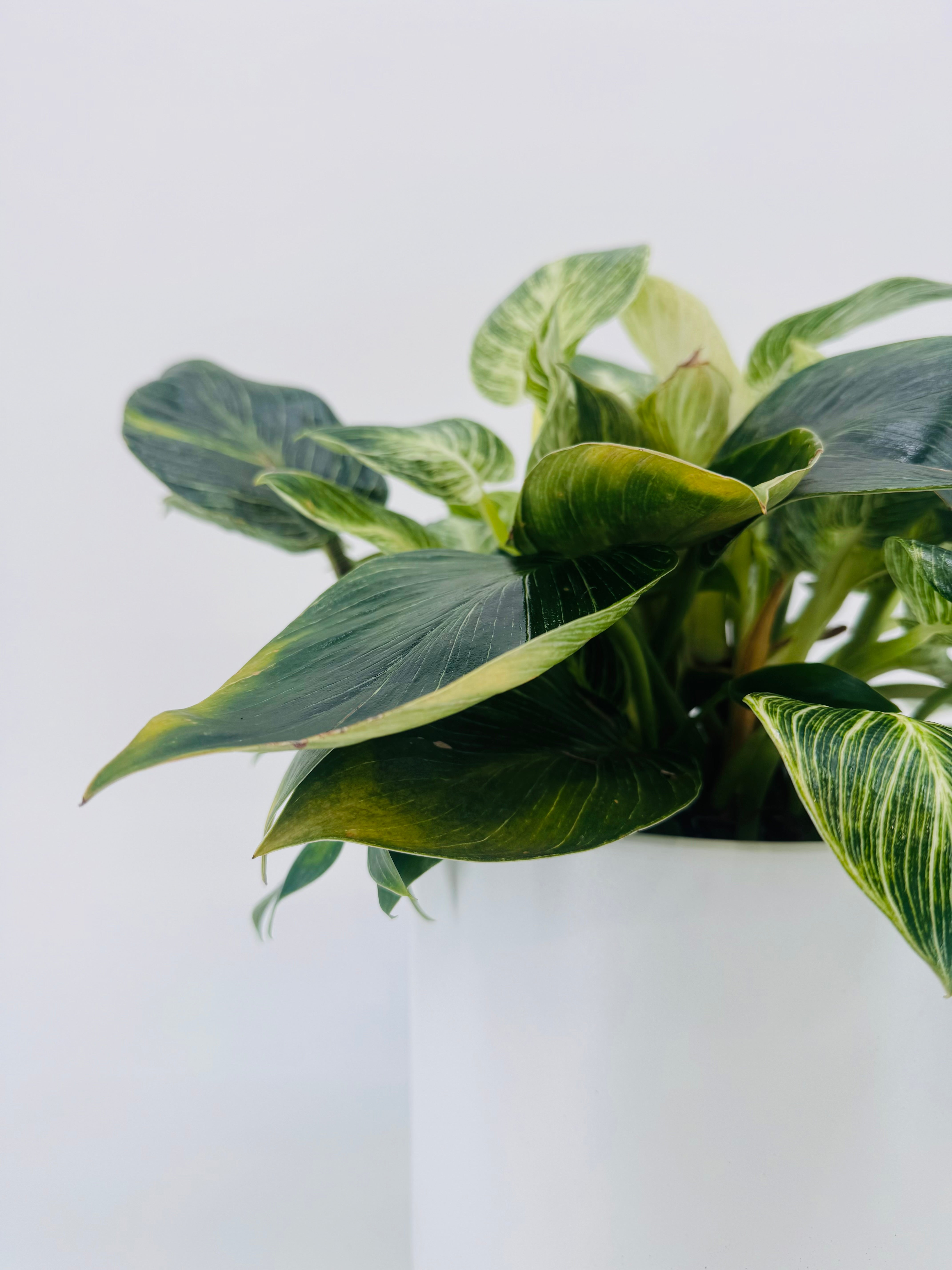PHILODENDRON WHITE MESURE 14CM