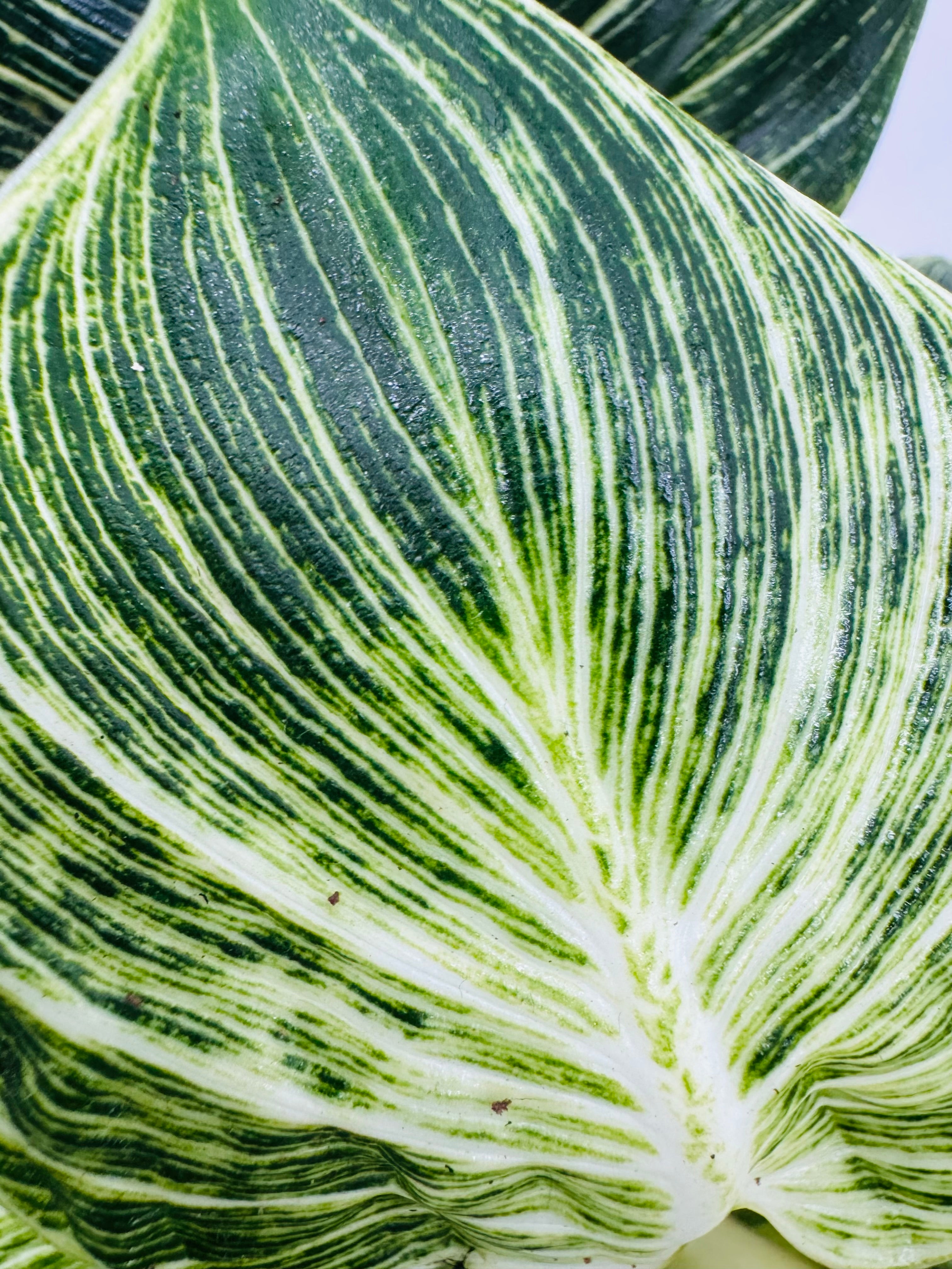 PHILODENDRON WHITE MESURE 14CM