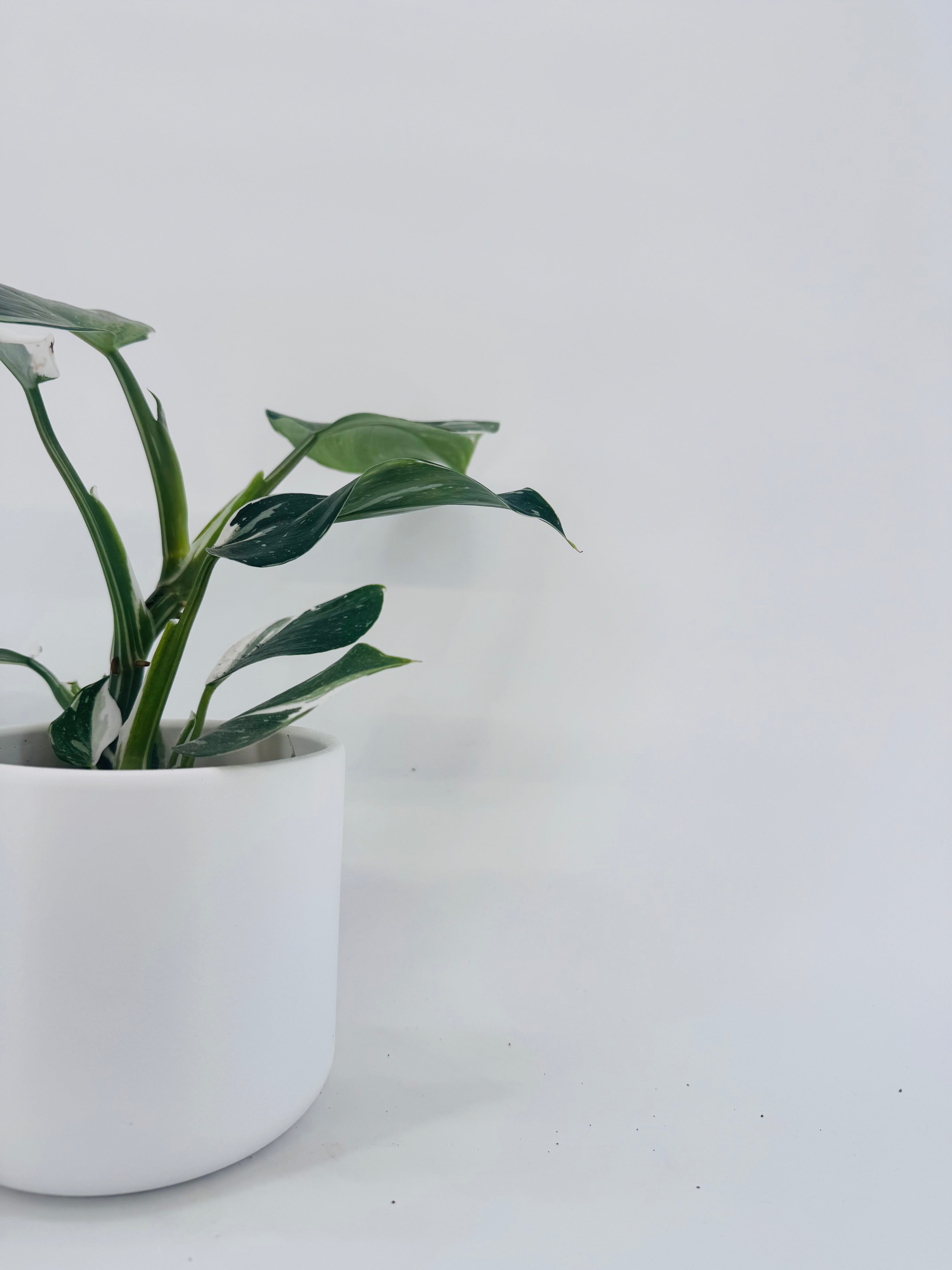 PHILODENDRON WHITE WIZARD M12