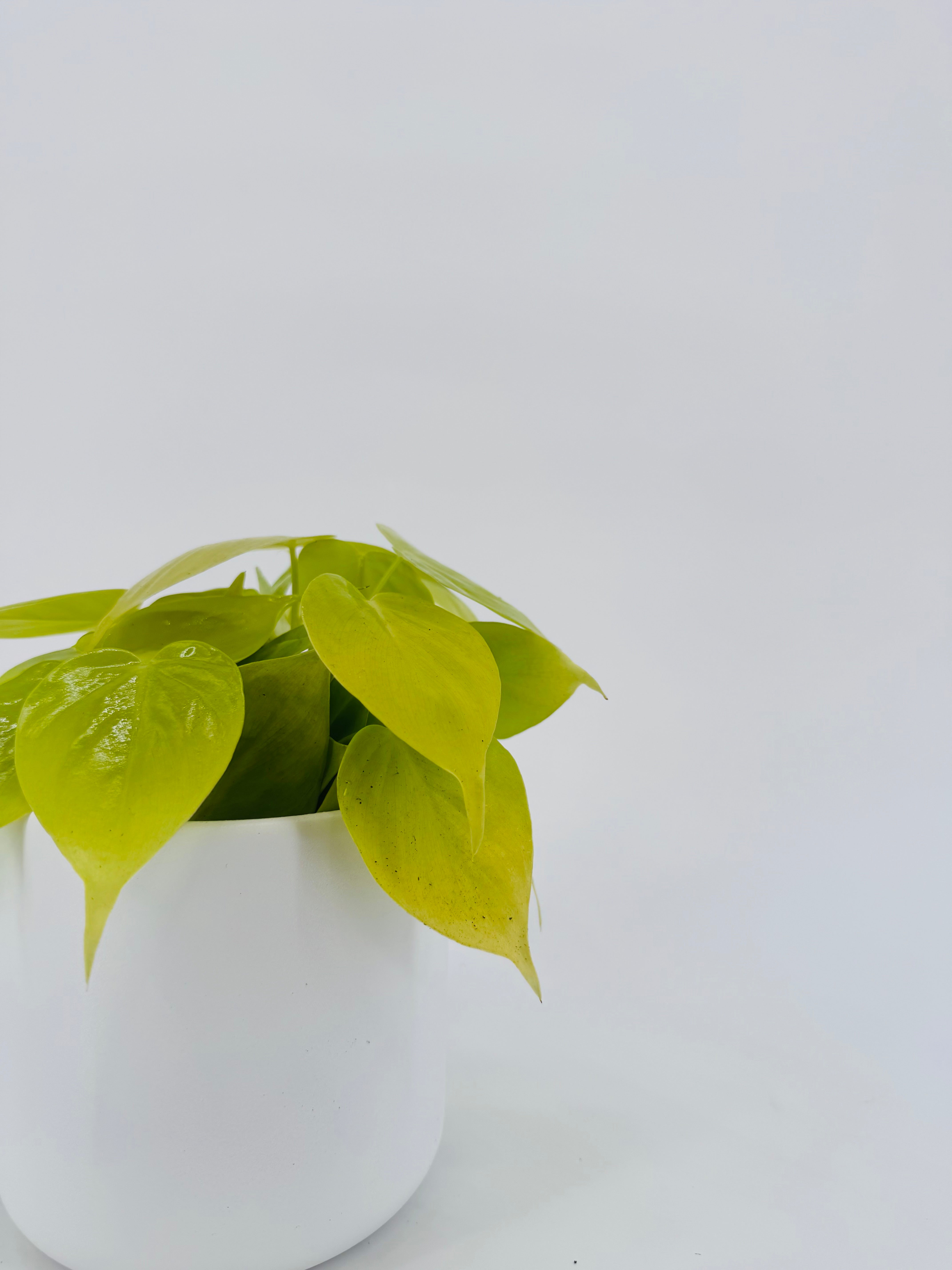 PHILODENDRON SCANDENS MICANS M12