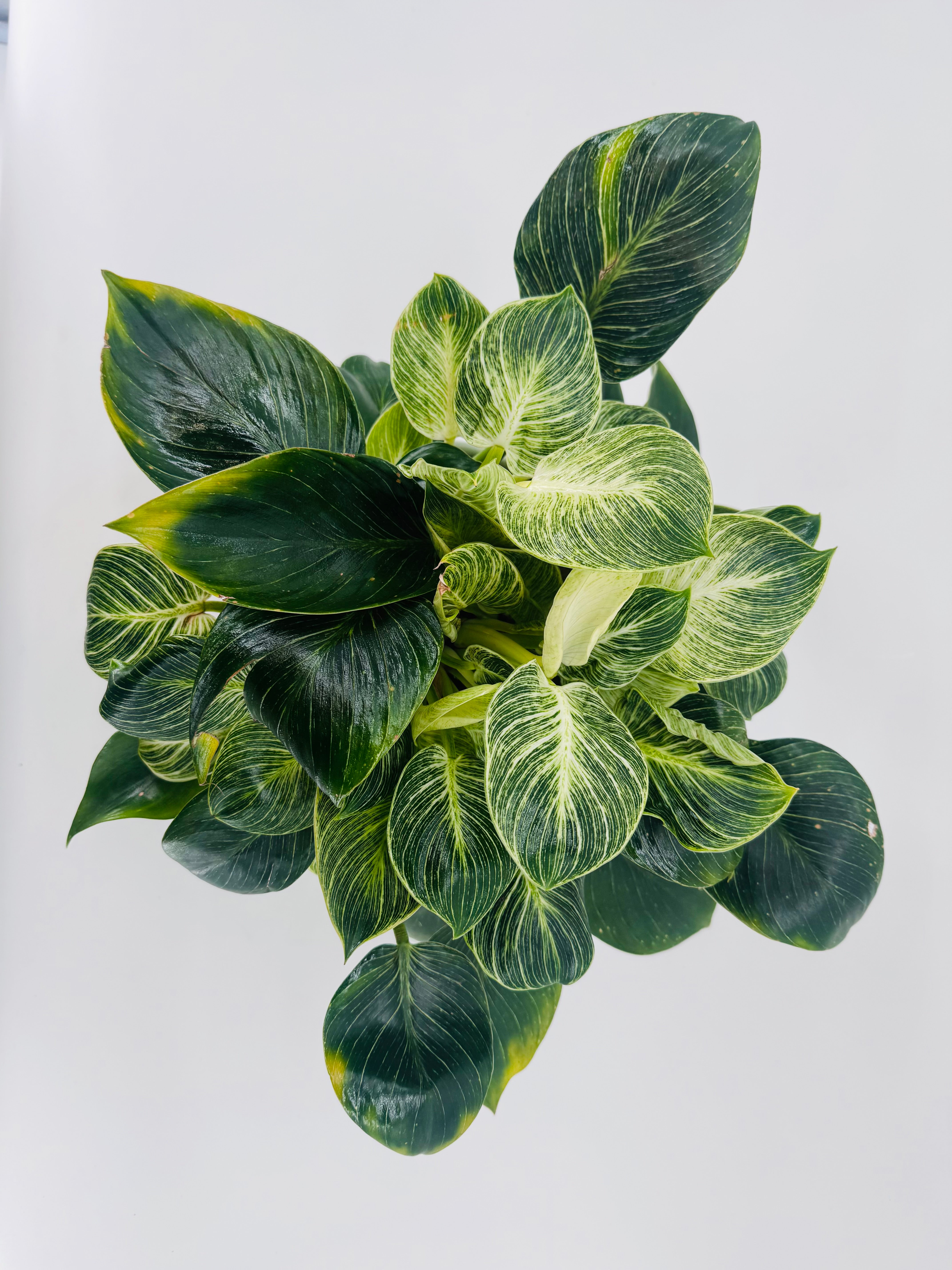 PHILODENDRON WHITE MESURE 14CM