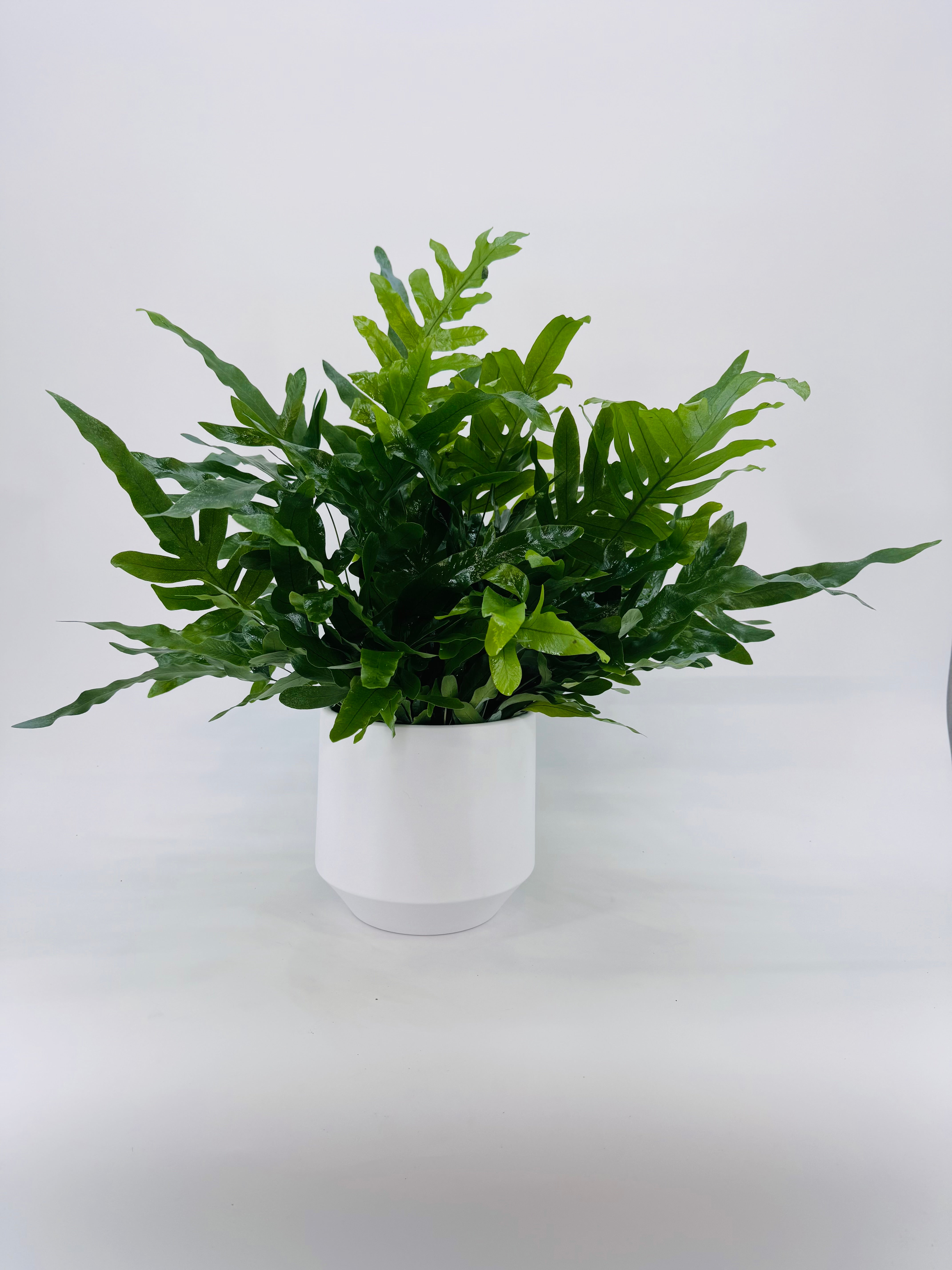 PHLEBODIUM AUR. BLUE STAR M17