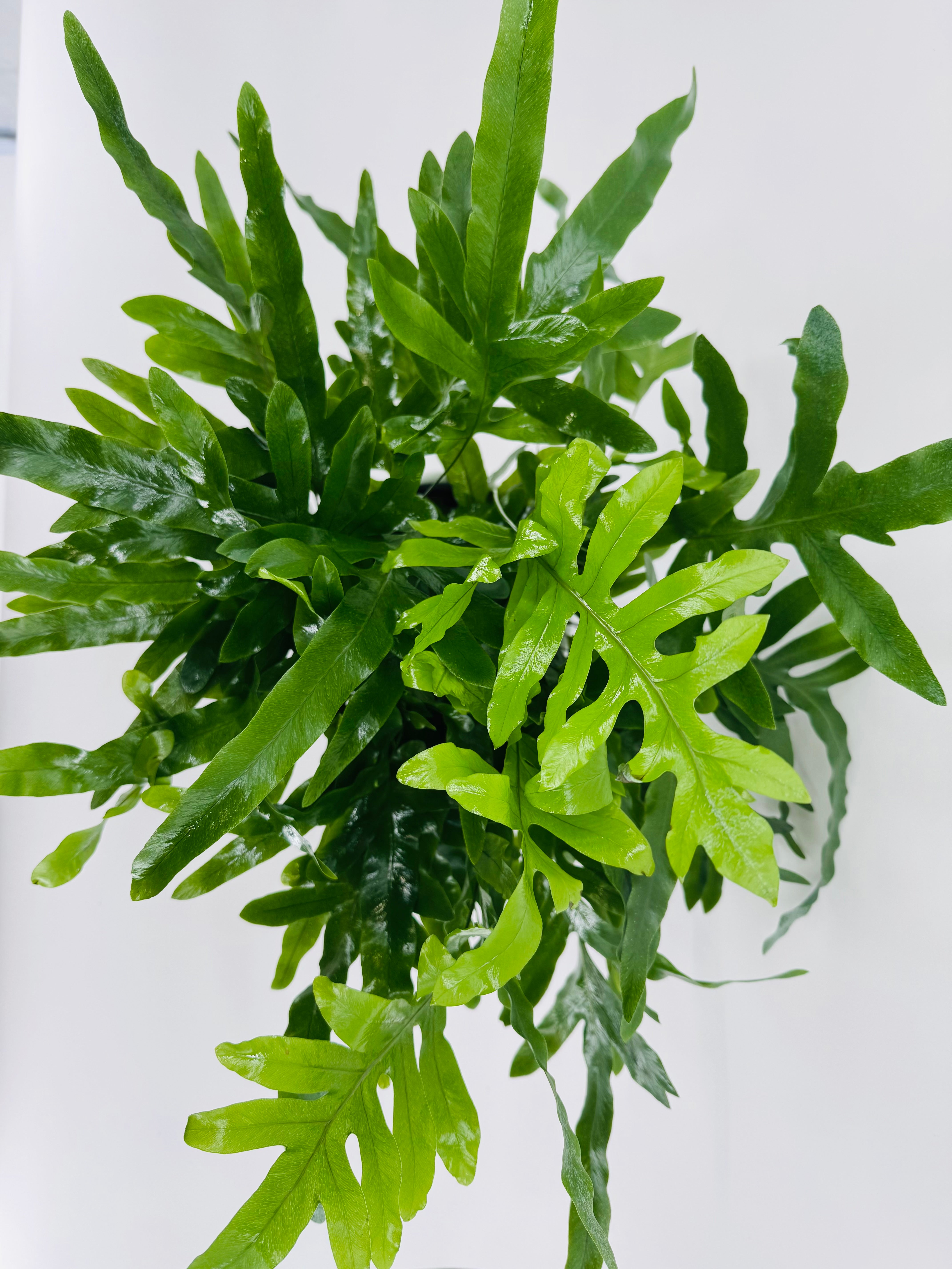 PHLEBODIUM AUR. BLUE STAR M17