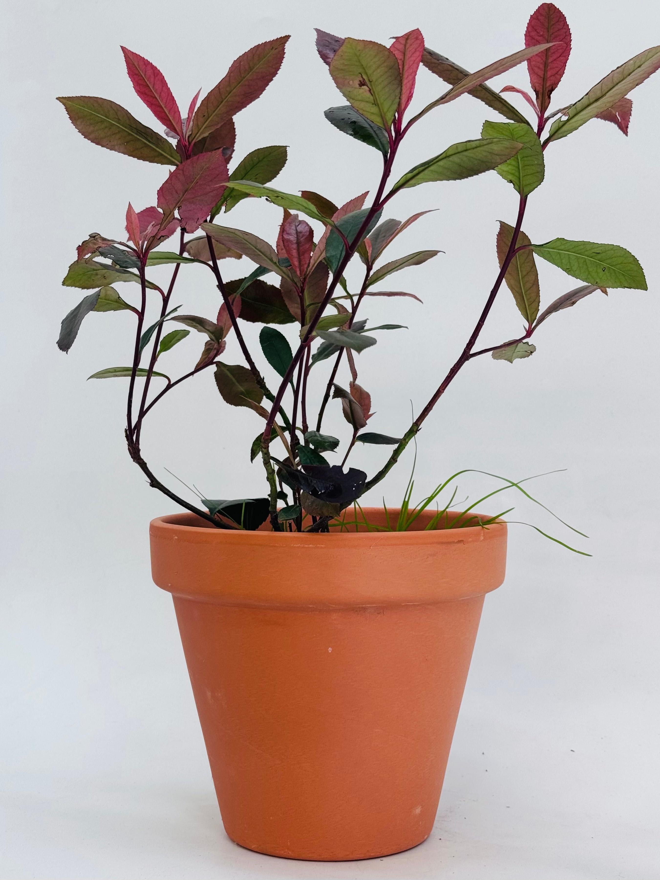 PHOTINIA FRA. CARRE ROUGE 2L