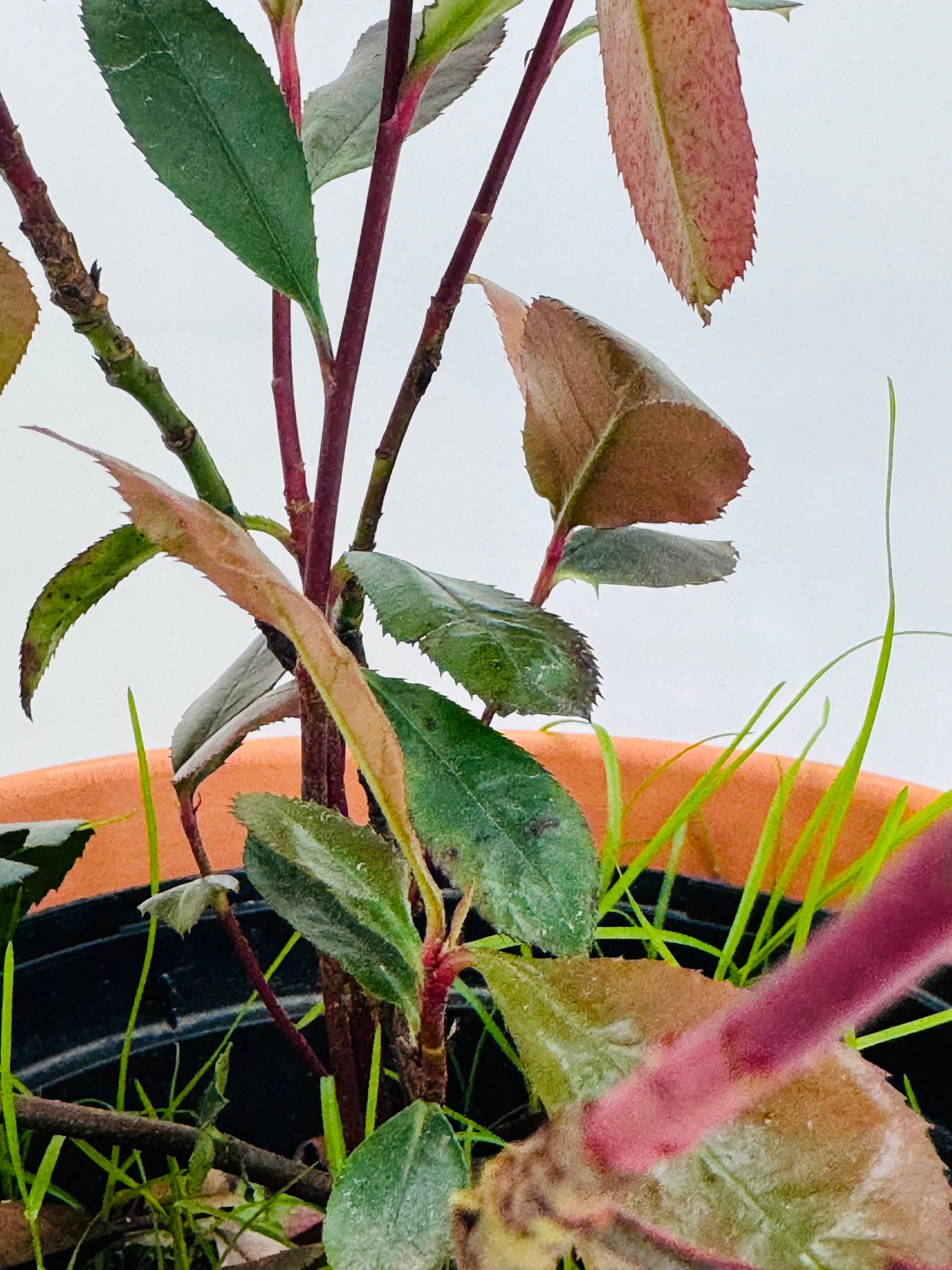 PHOTINIA FRA. CARRE ROUGE 2L