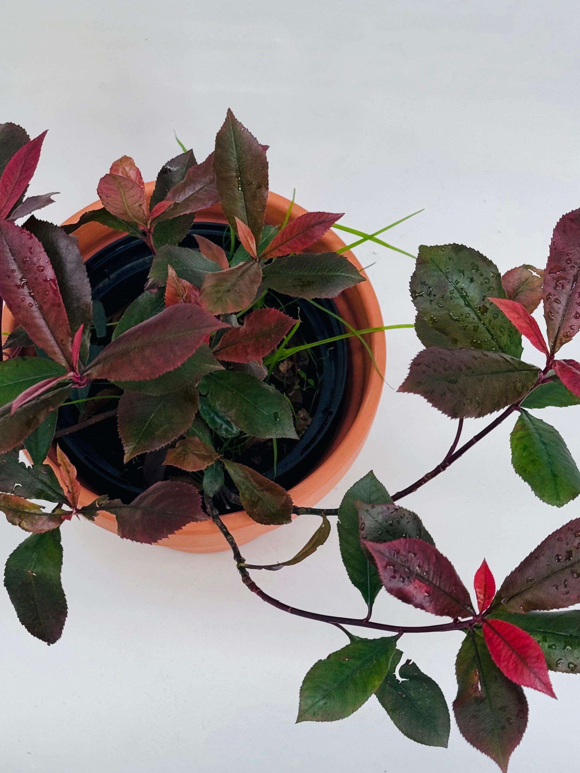 PHOTINIA FRA. CARRE ROUGE 2L
