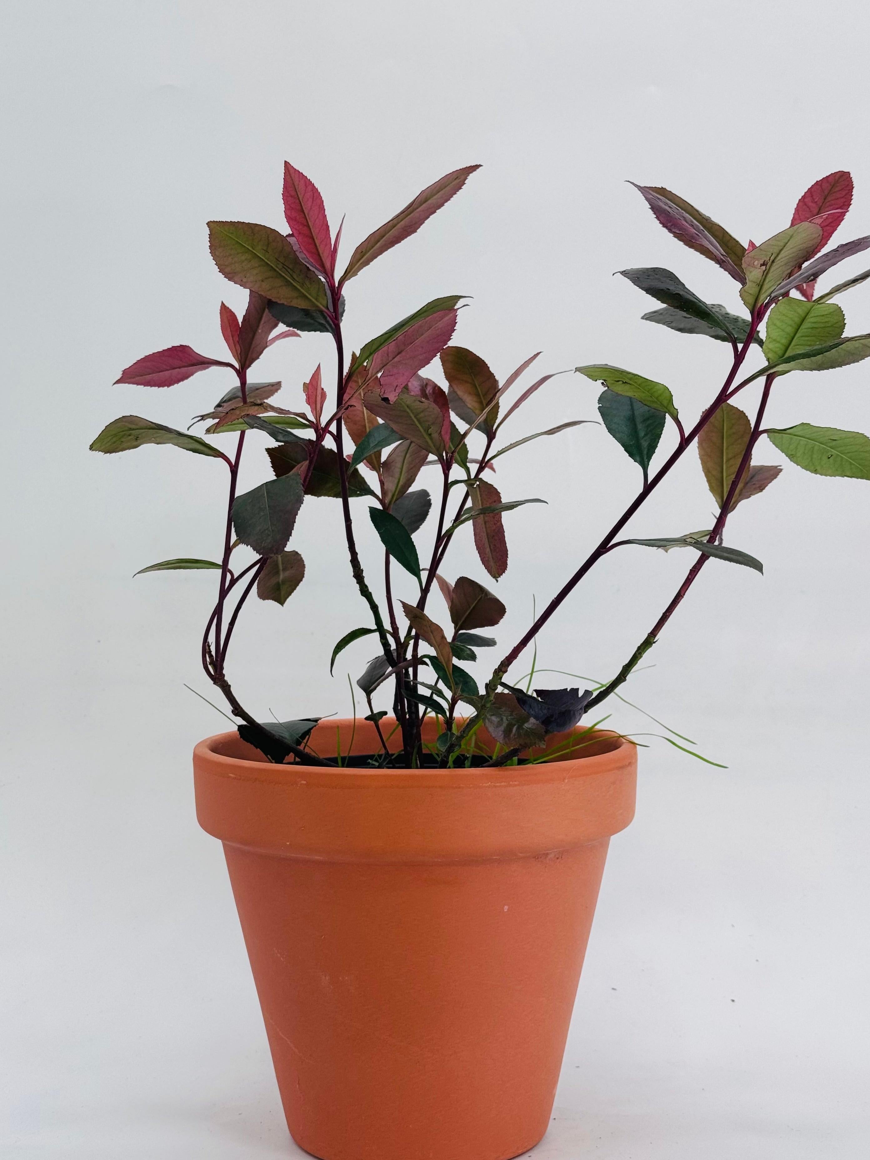 PHOTINIA FRA. CARRE ROUGE 2L