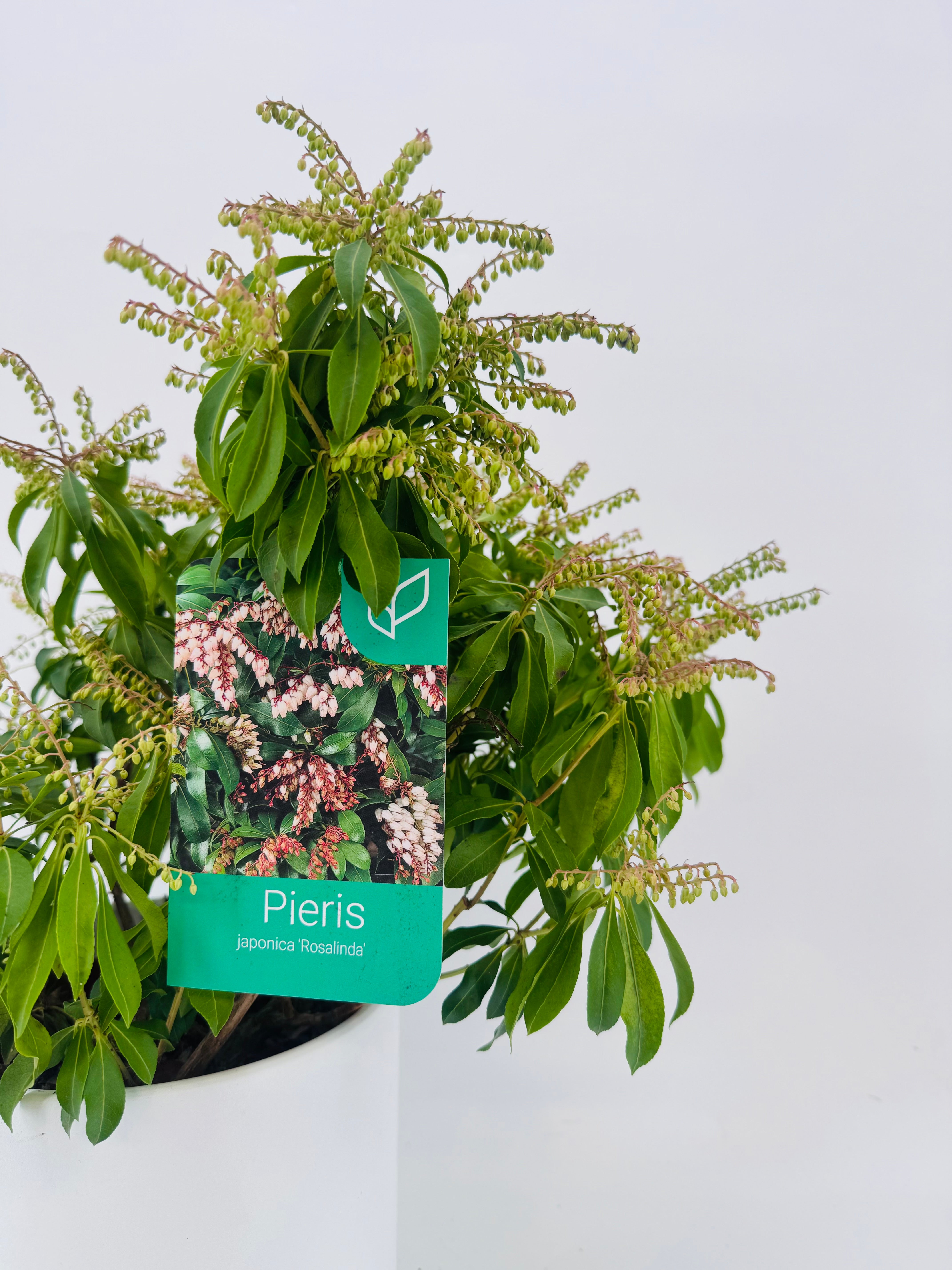 PIERIS JAPONICA 3L