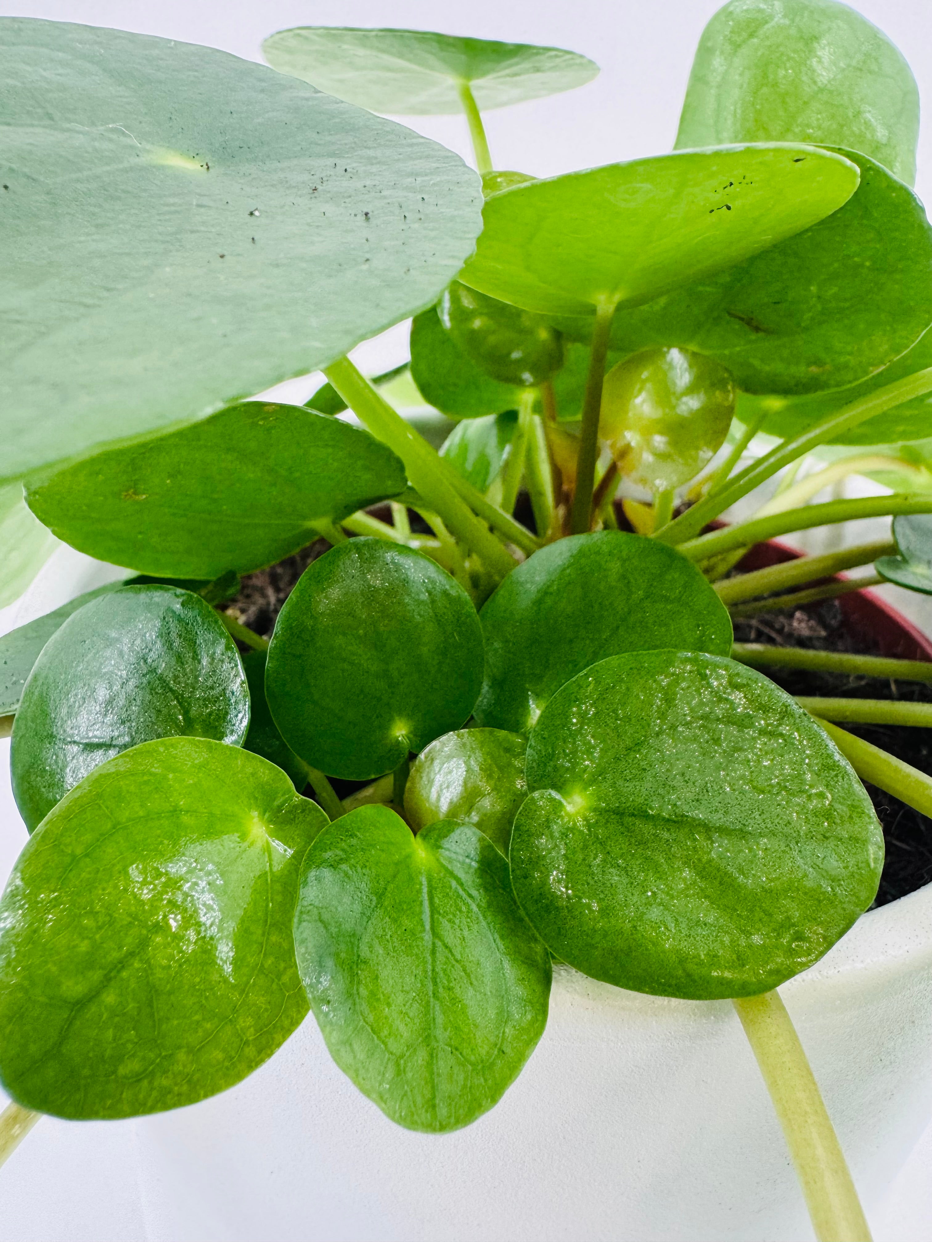 PILEA PEPEROMIOIDES M15
