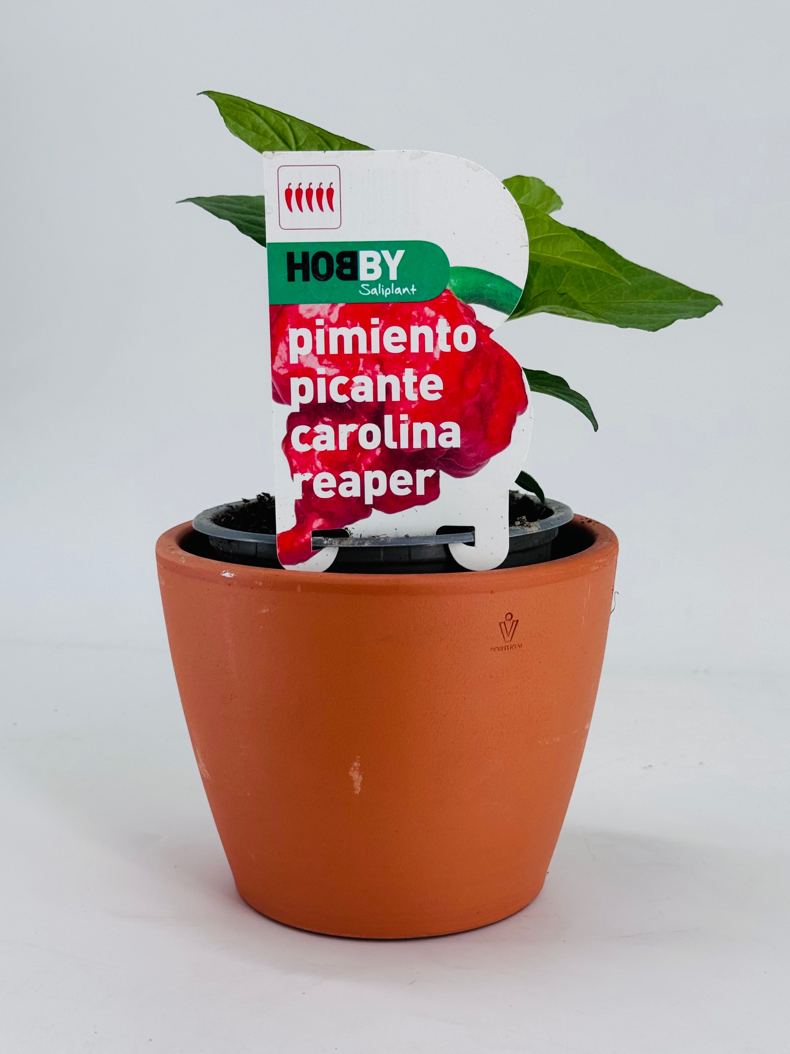 PIMIENTO PICANTE CAROLINA REA