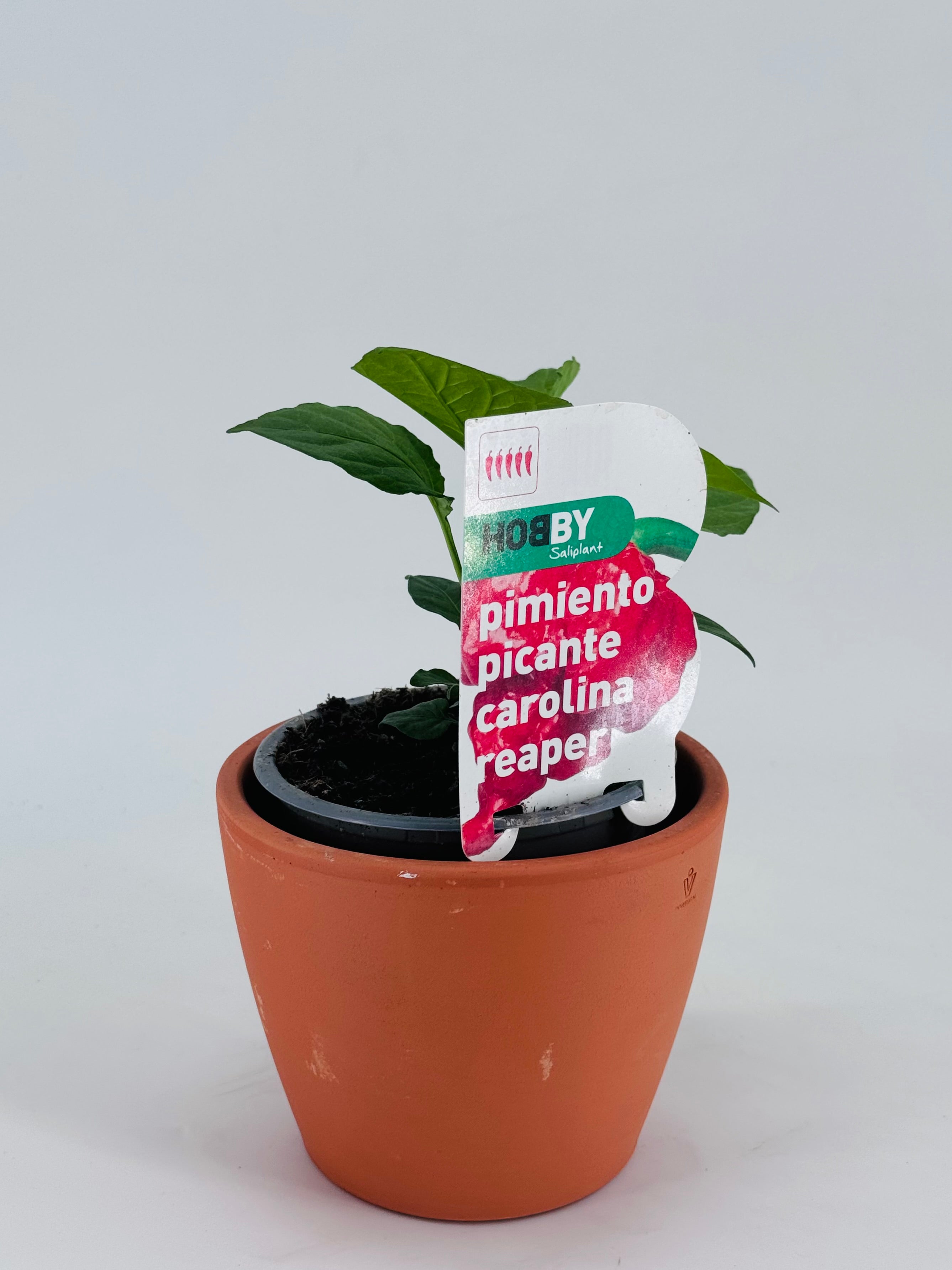 PIMIENTO PICANTE CAROLINA REA