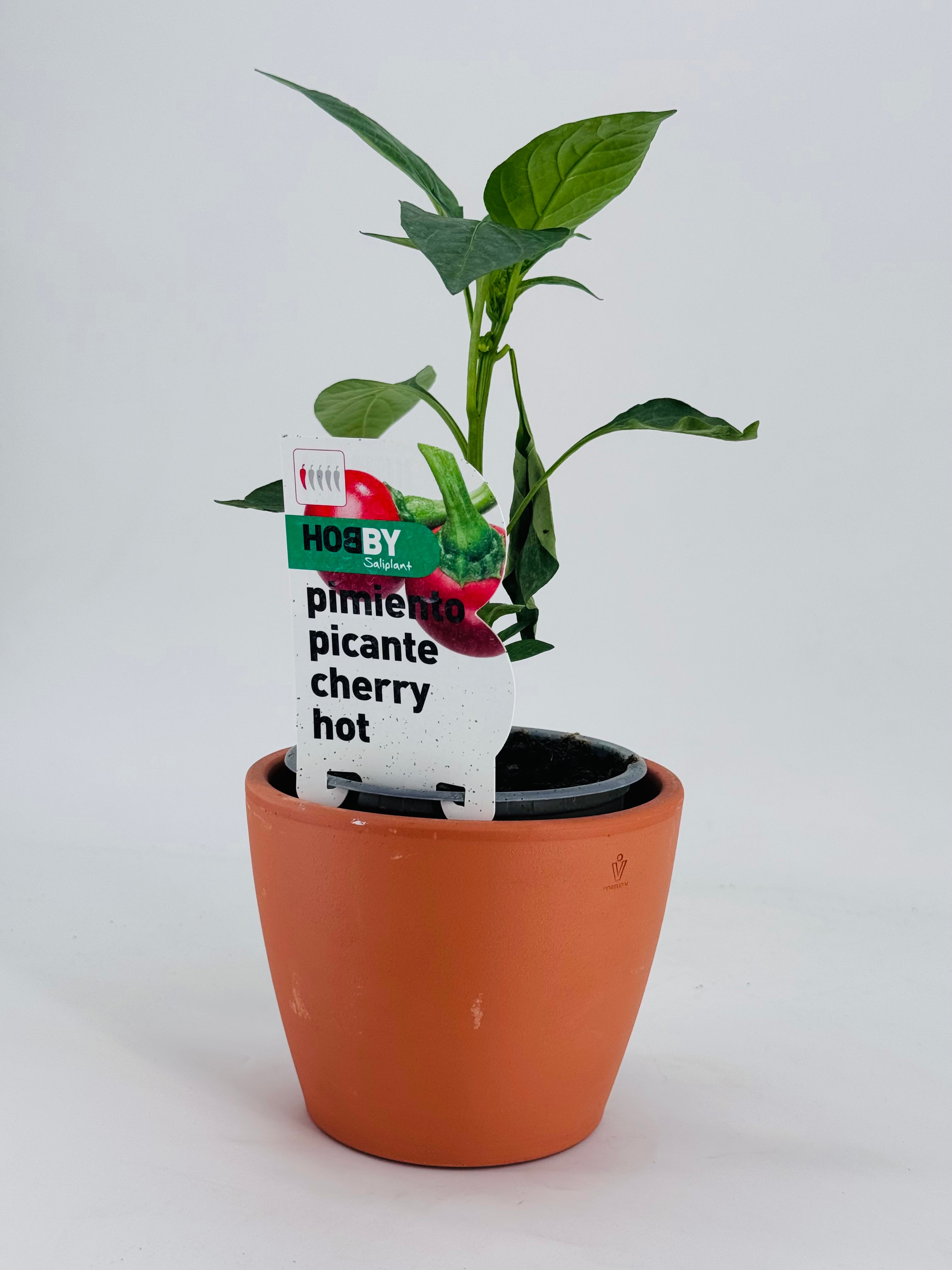 PIMIENTO PICANTE CHERRY HOT PACK 1
