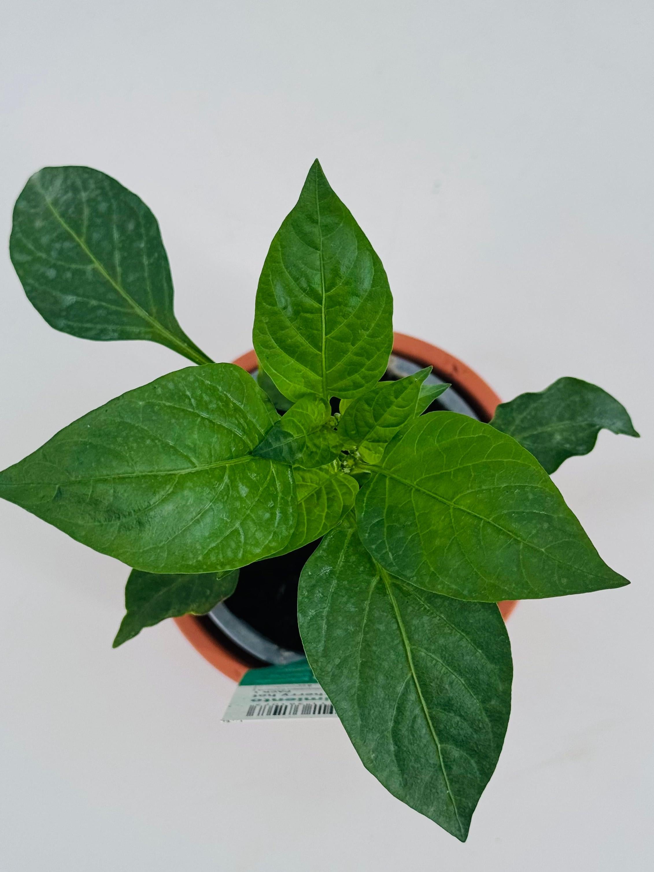 PIMIENTO PICANTE CHERRY HOT PACK 1