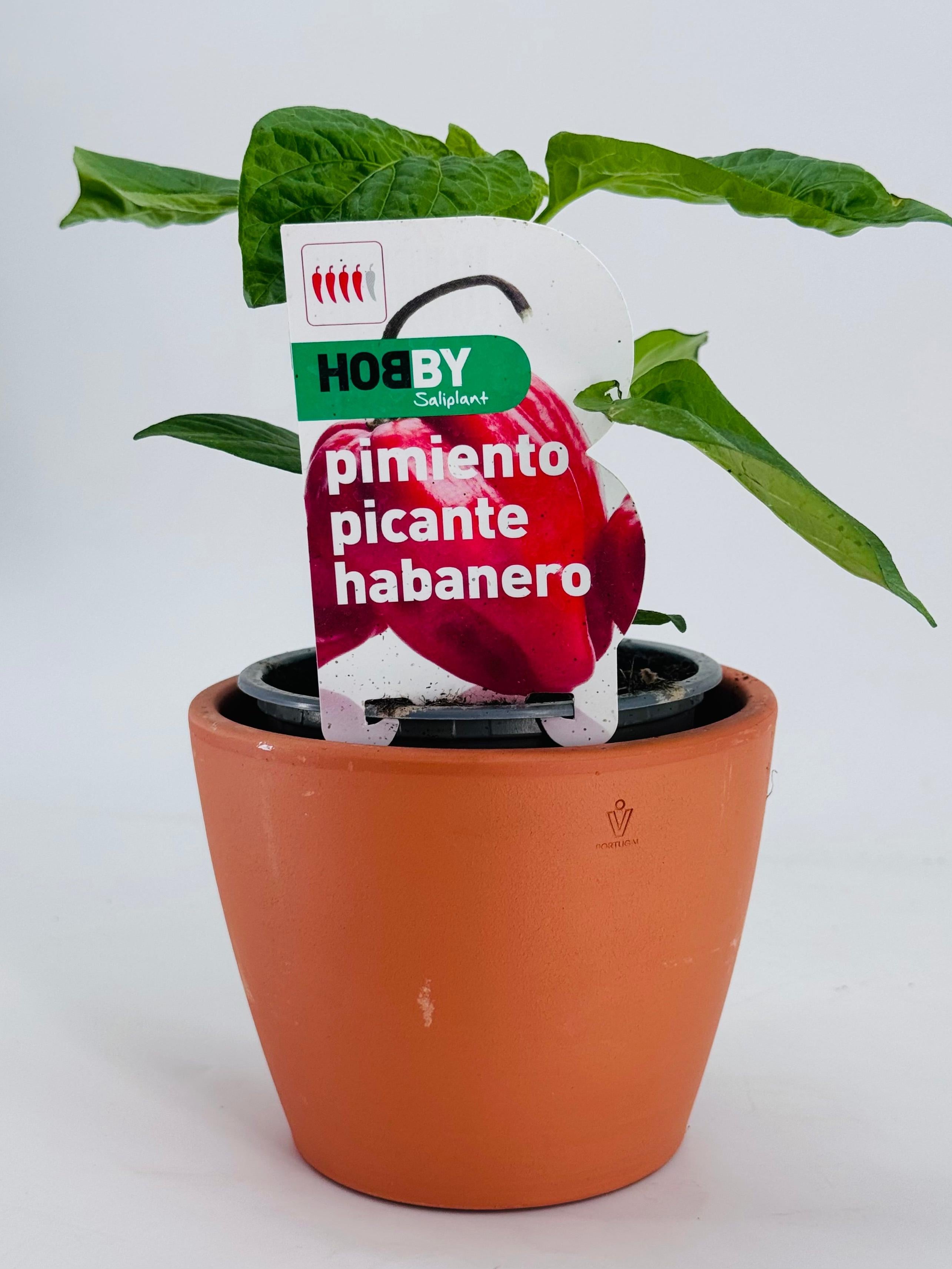 Planta de pimiento picante habanero en maceta de terracota, con etiqueta de producto.
