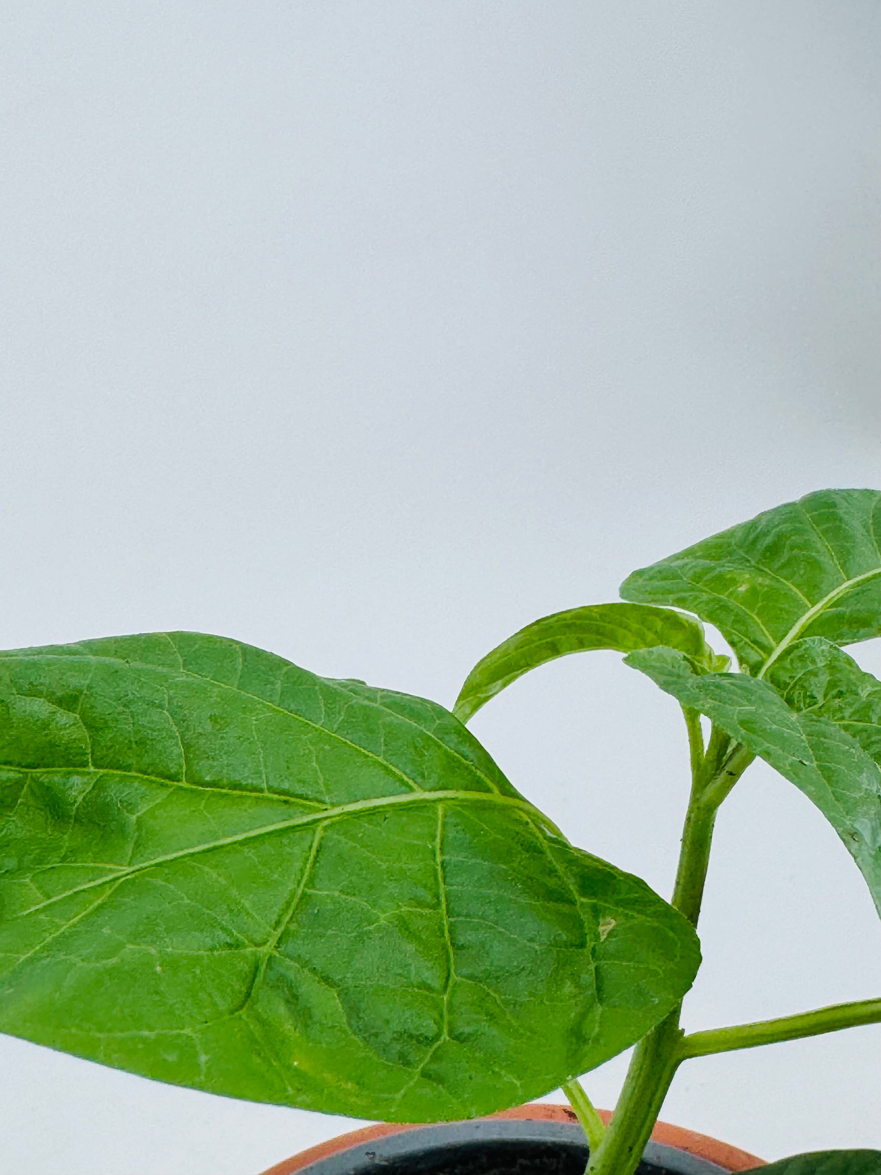 Joven planta de pimiento habanero con hojas verdes vibrantes en una maceta, sobre fondo blanco.
