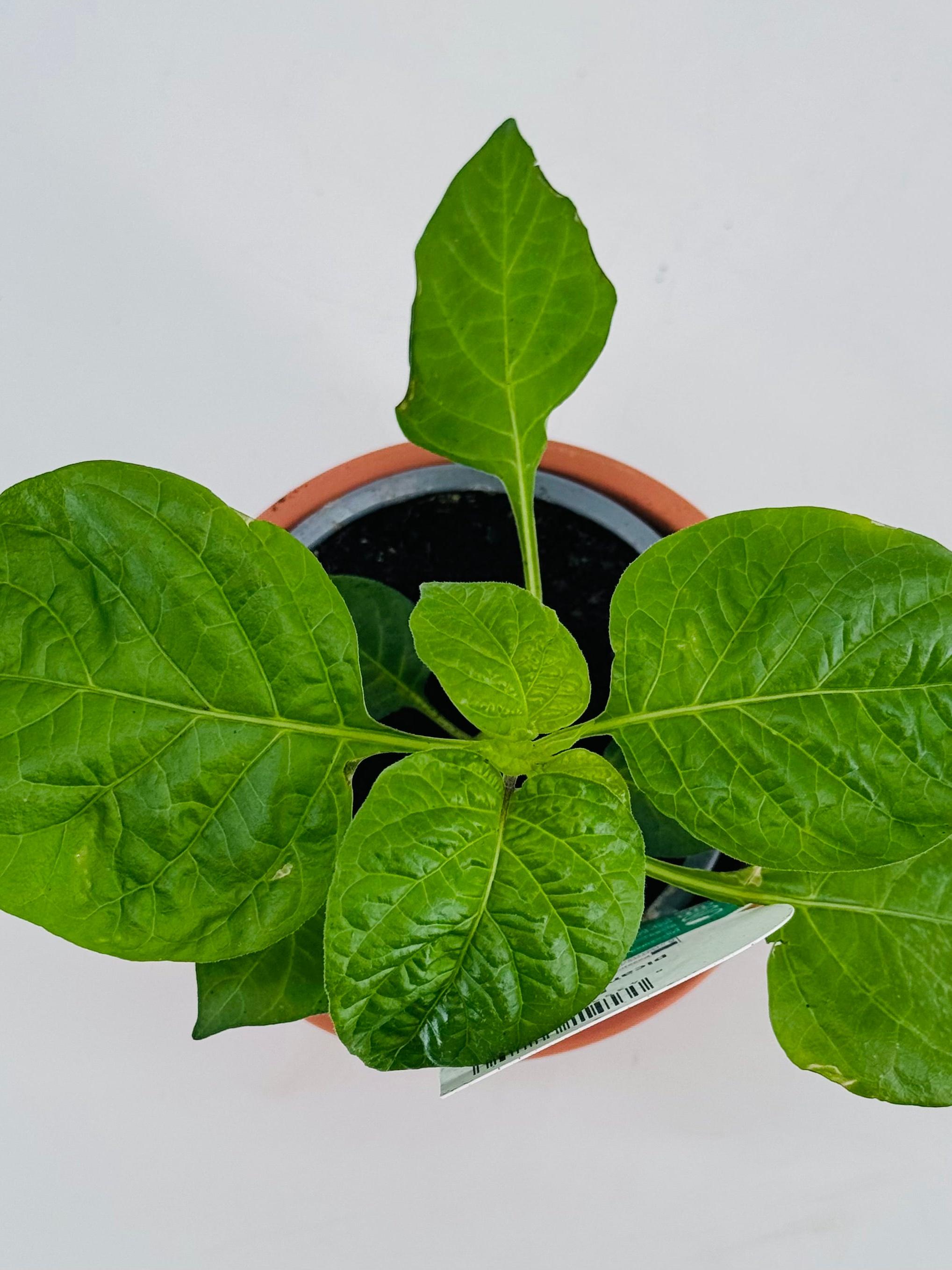 Joven planta de pimiento picante habanero en maceta marrón, con hojas verdes vibrantes.