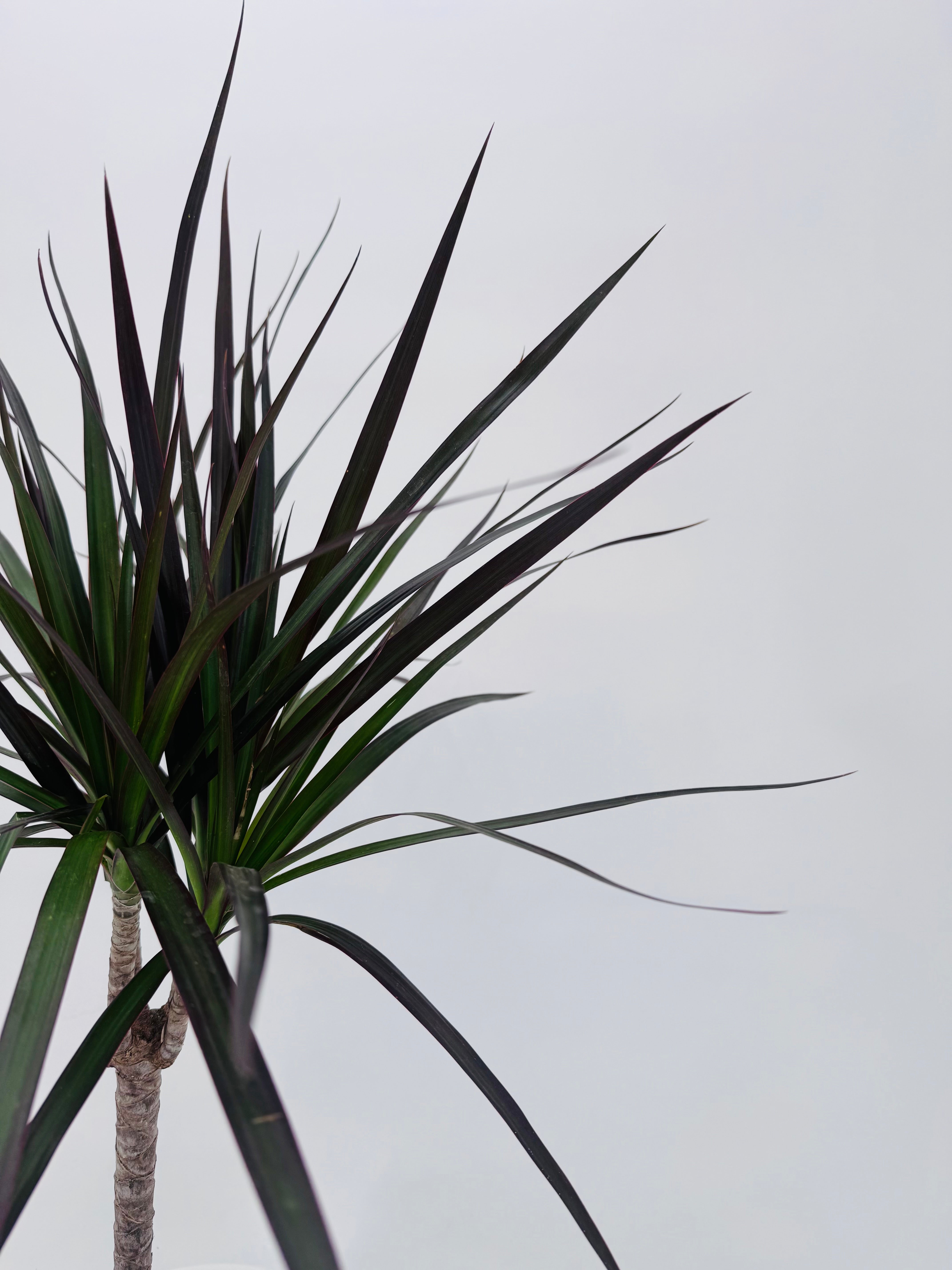 PLANTA VERDE MIX M22