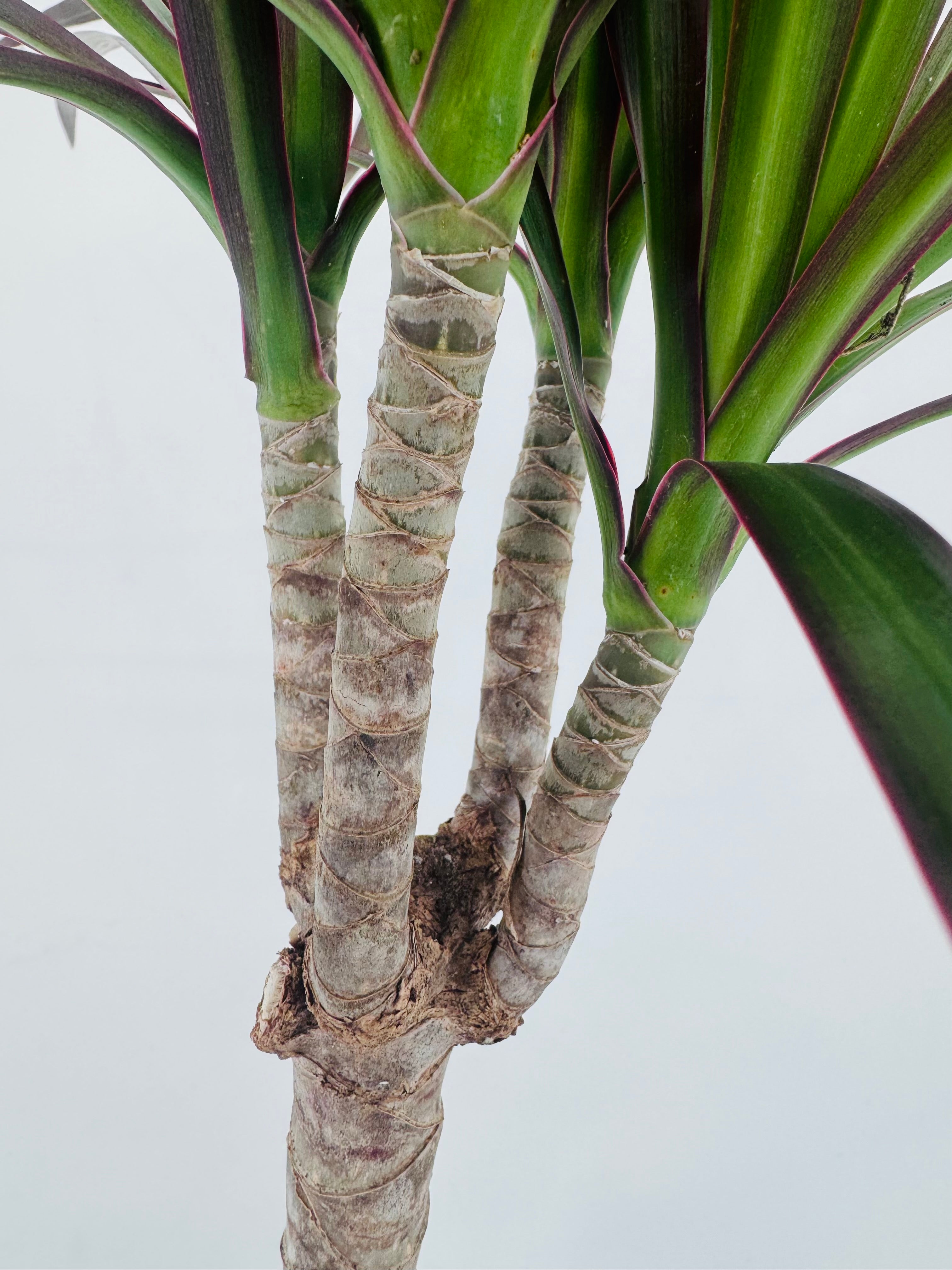 PLANTA VERDE MIX M22