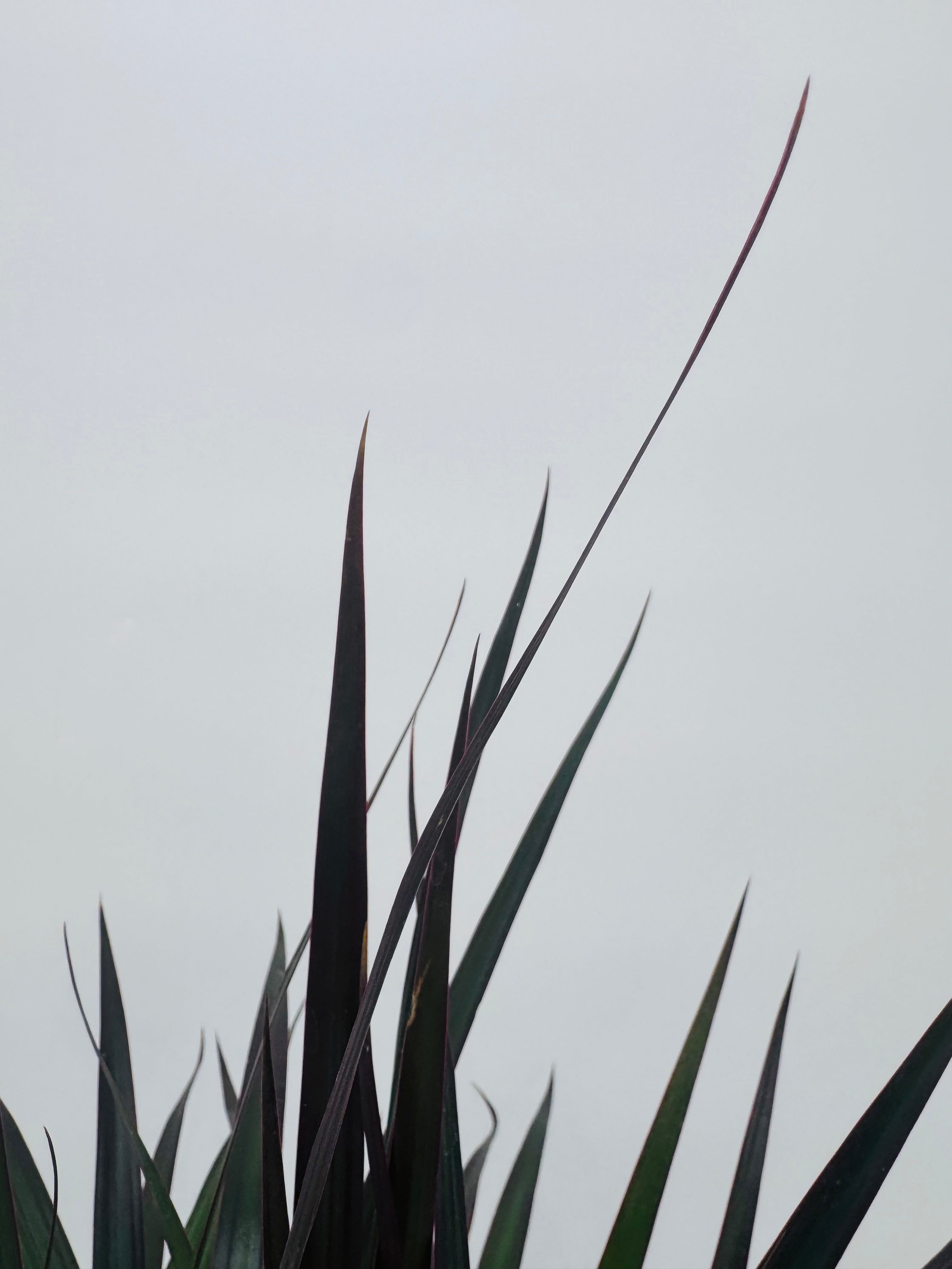 PLANTA VERDE MIX M22