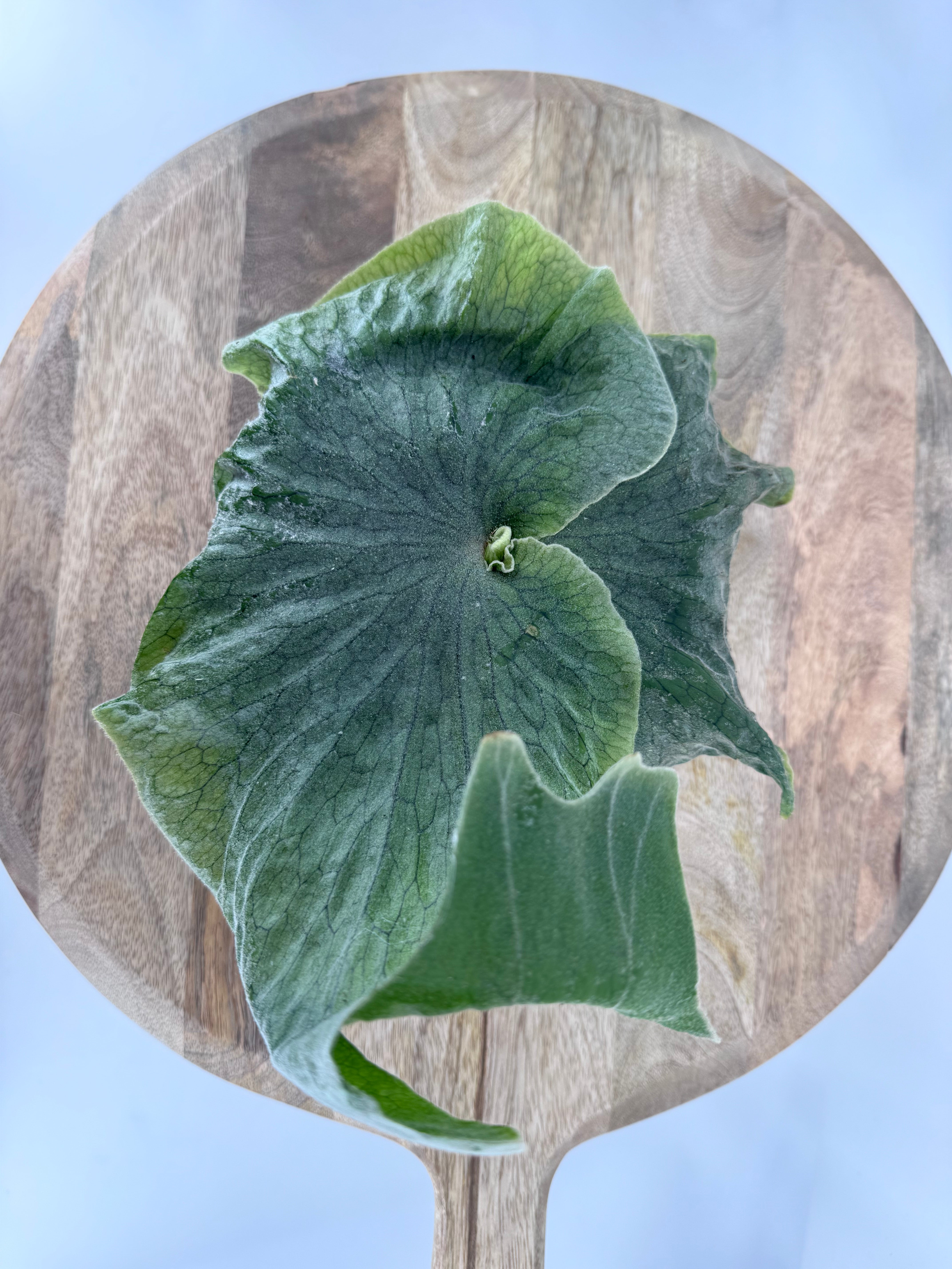PLATYCERIUM SUPERBUM M12