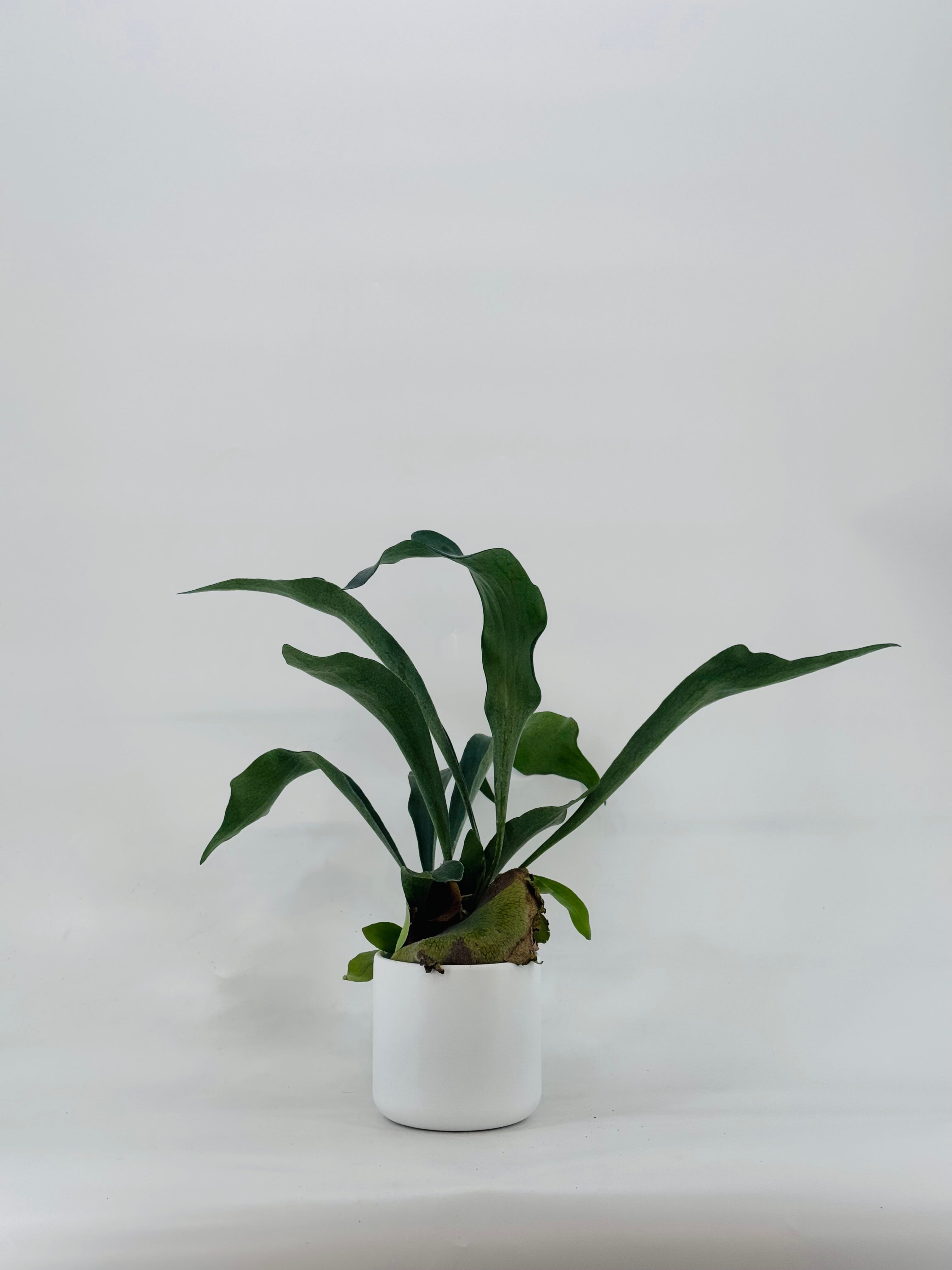 PLATYCERIUM BIFURCATUM M12