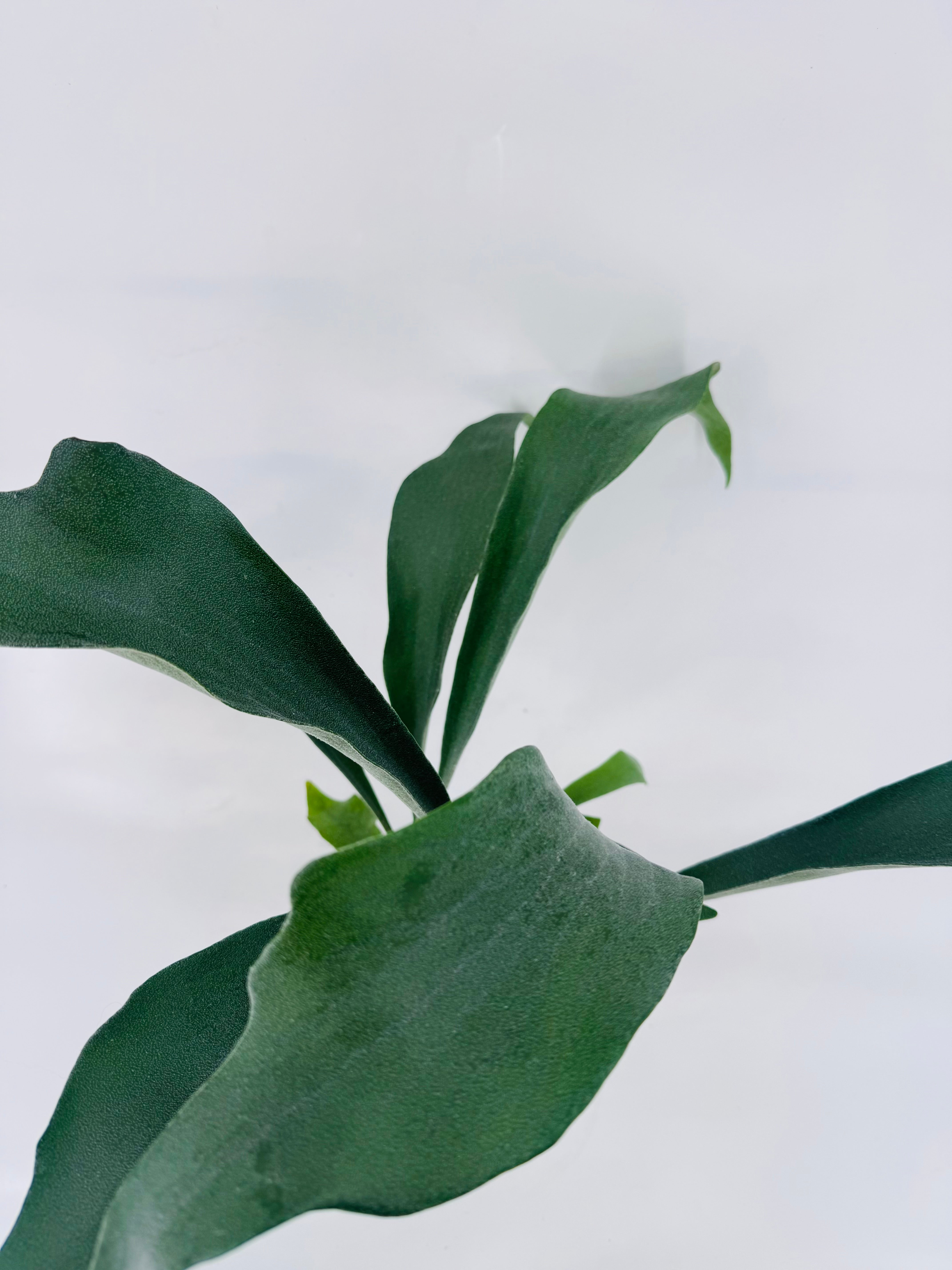 PLATYCERIUM BIFURCATUM M12