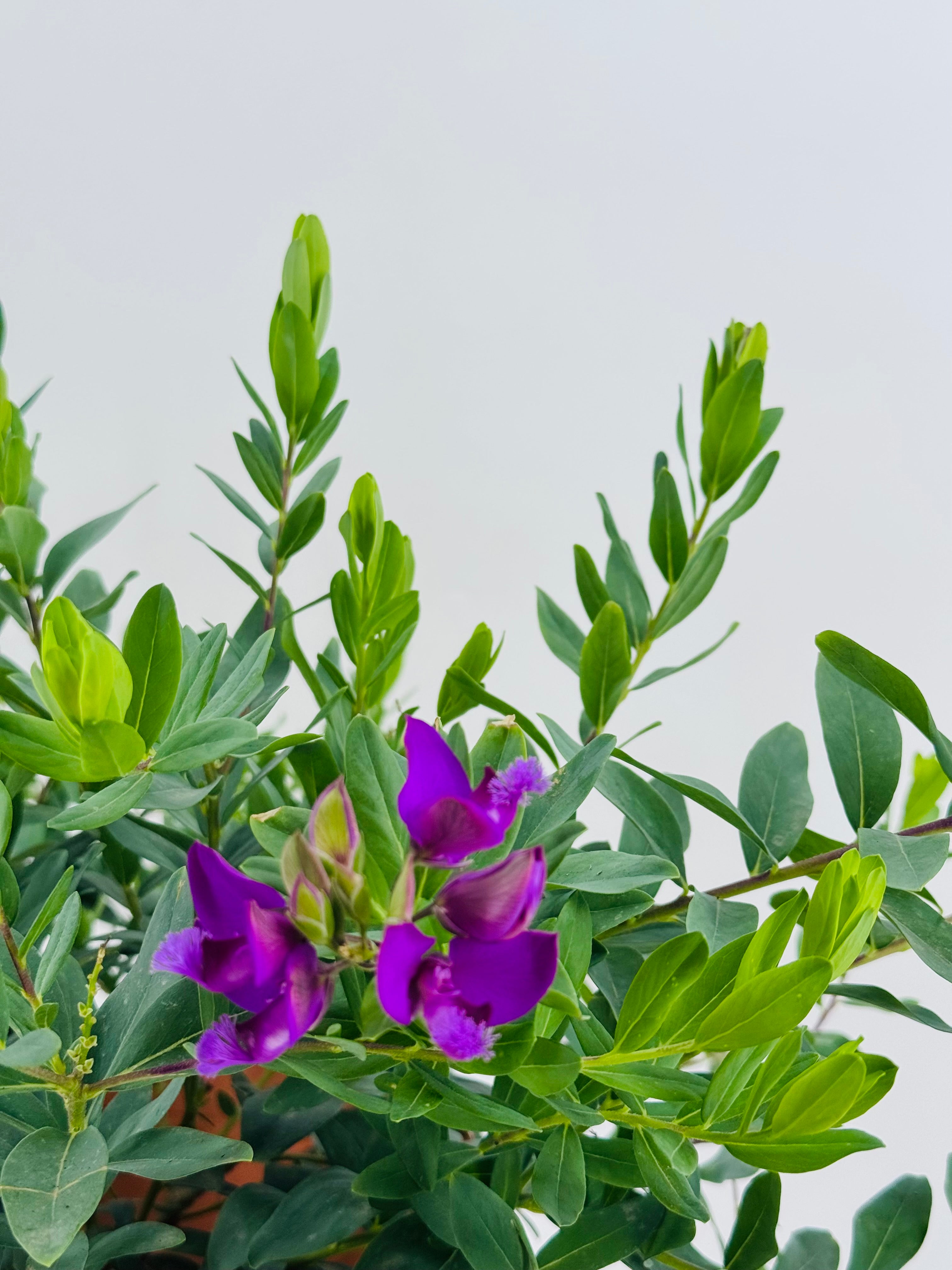 POLYGALA MYRTIFOLIA 5L