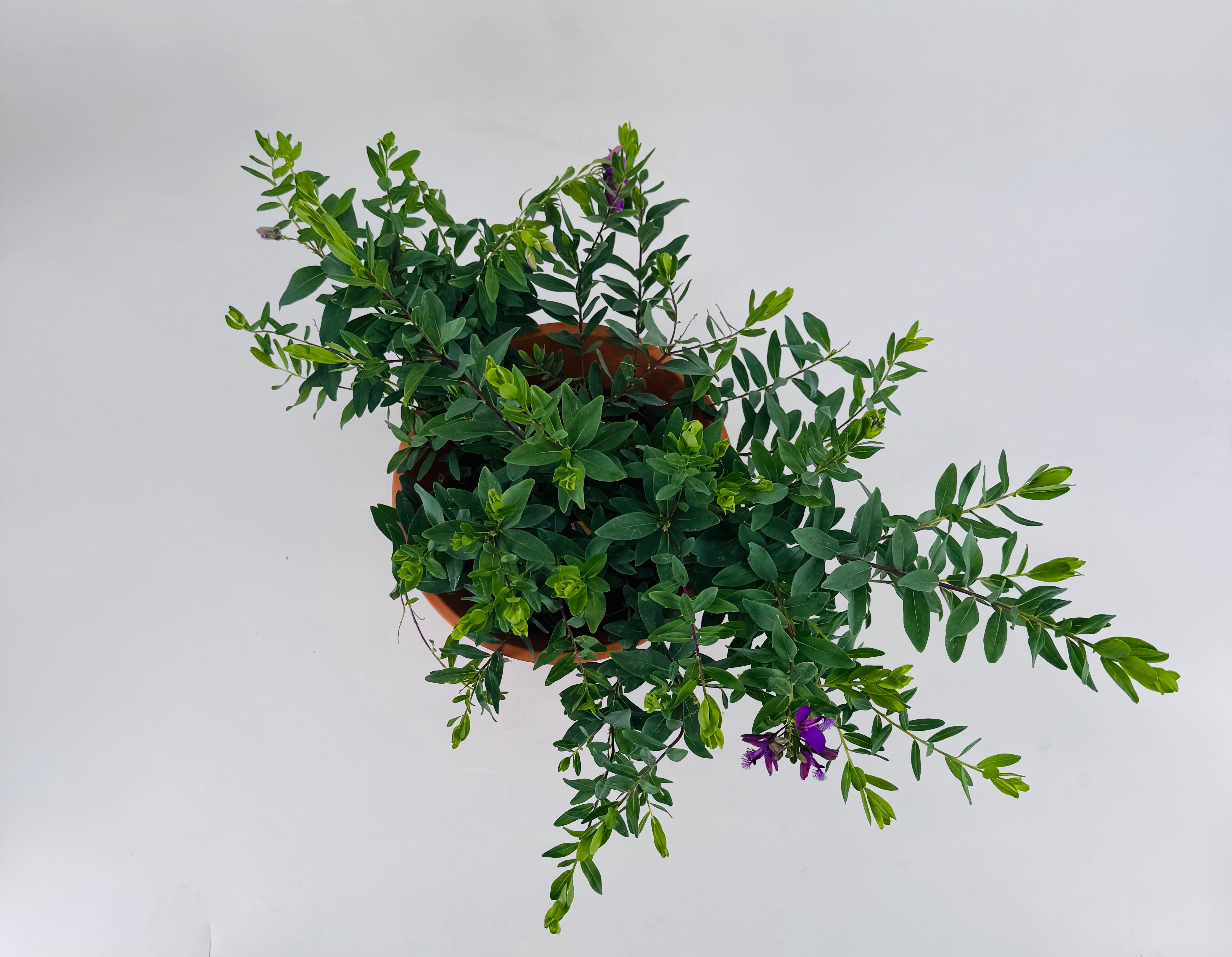 POLYGALA MYRTIFOLIA 5L