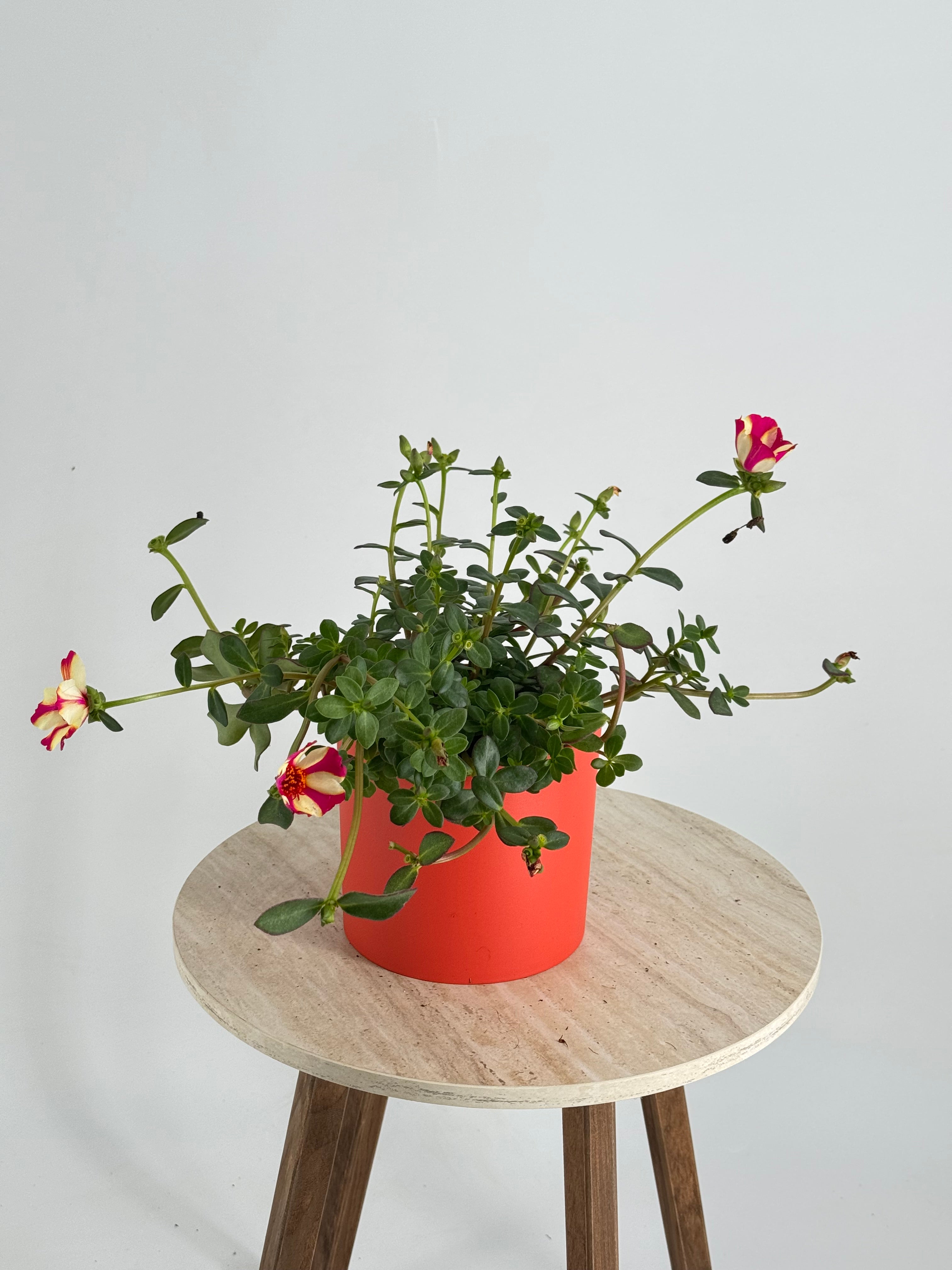 PORTULACA GRANDIFLORA M13