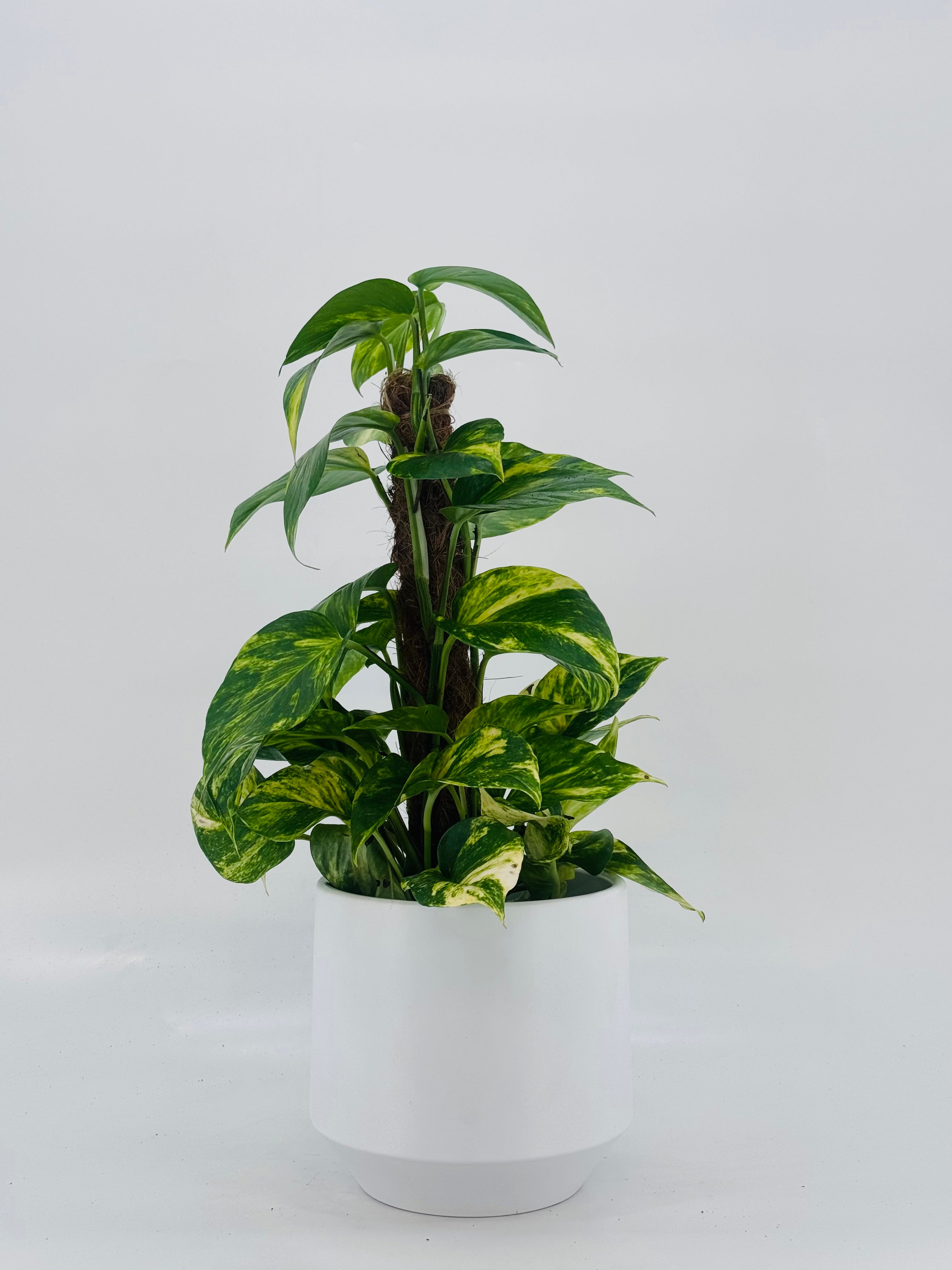 POTHOS TUTOR C17 0.80M