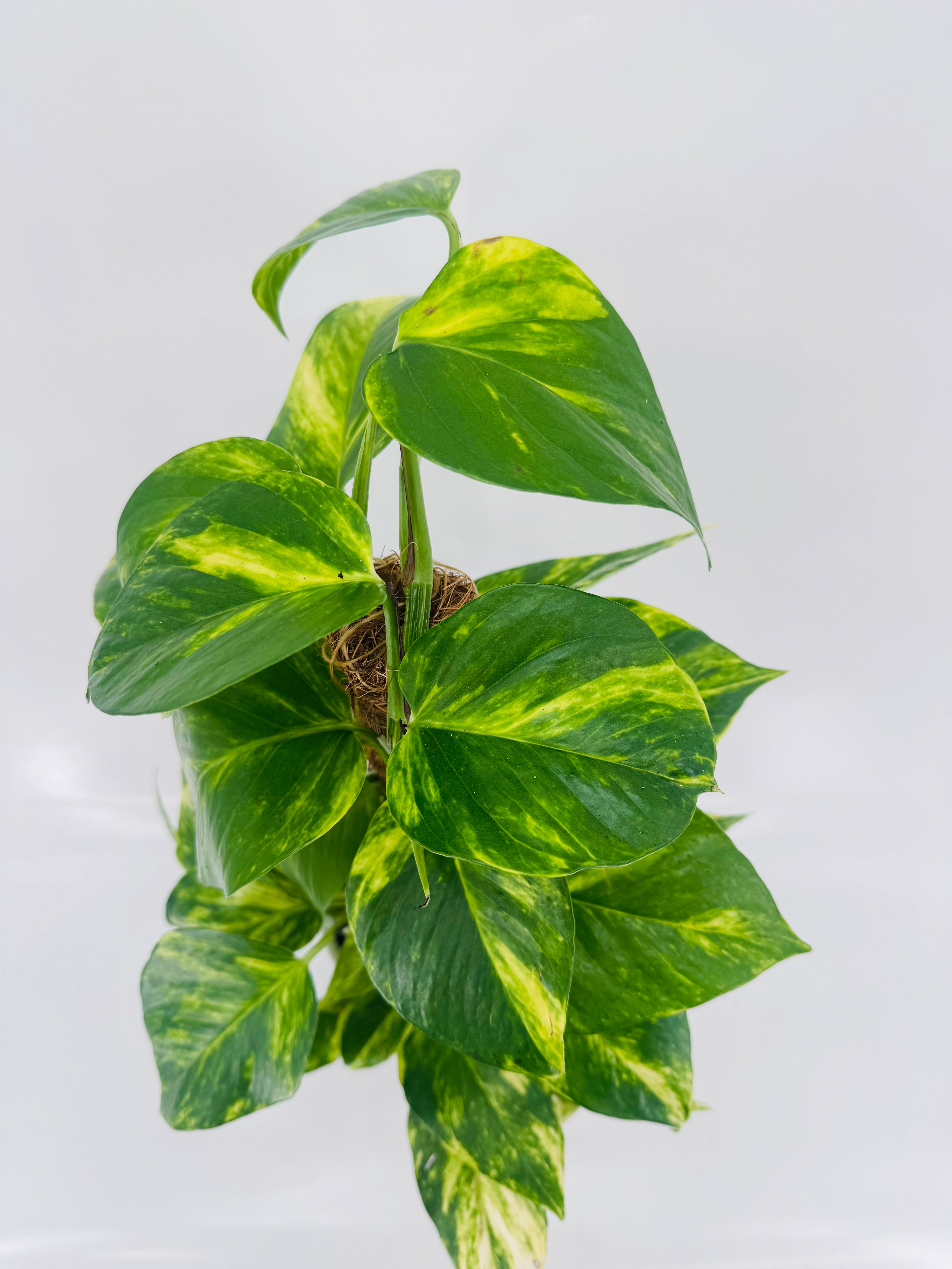 POTHOS TUTOR C17 0.80M
