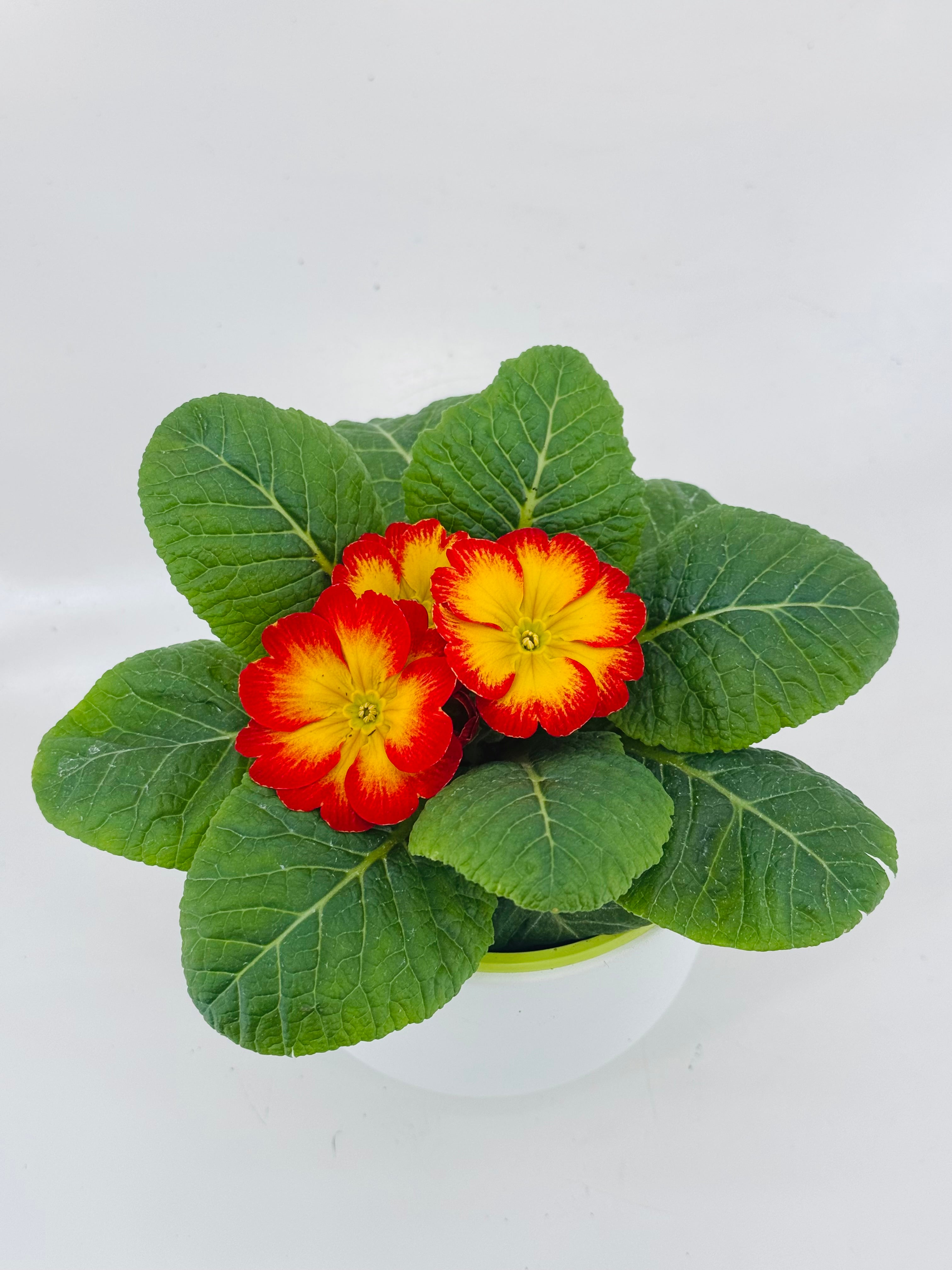 PRIMULA ACAULIS MIX M10