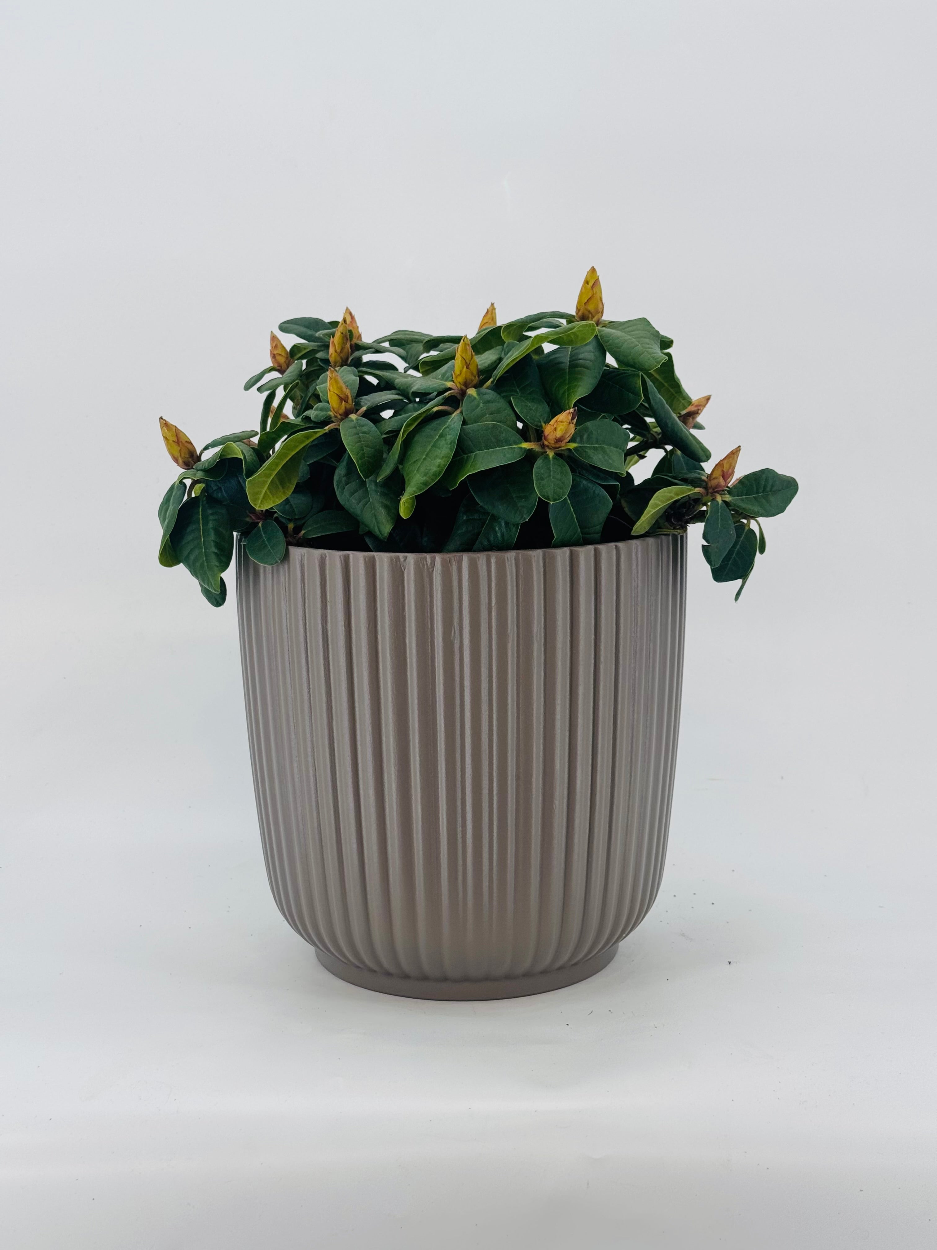 PYRACANTHA ORANGE RHODODENDRON MEZCLA M21