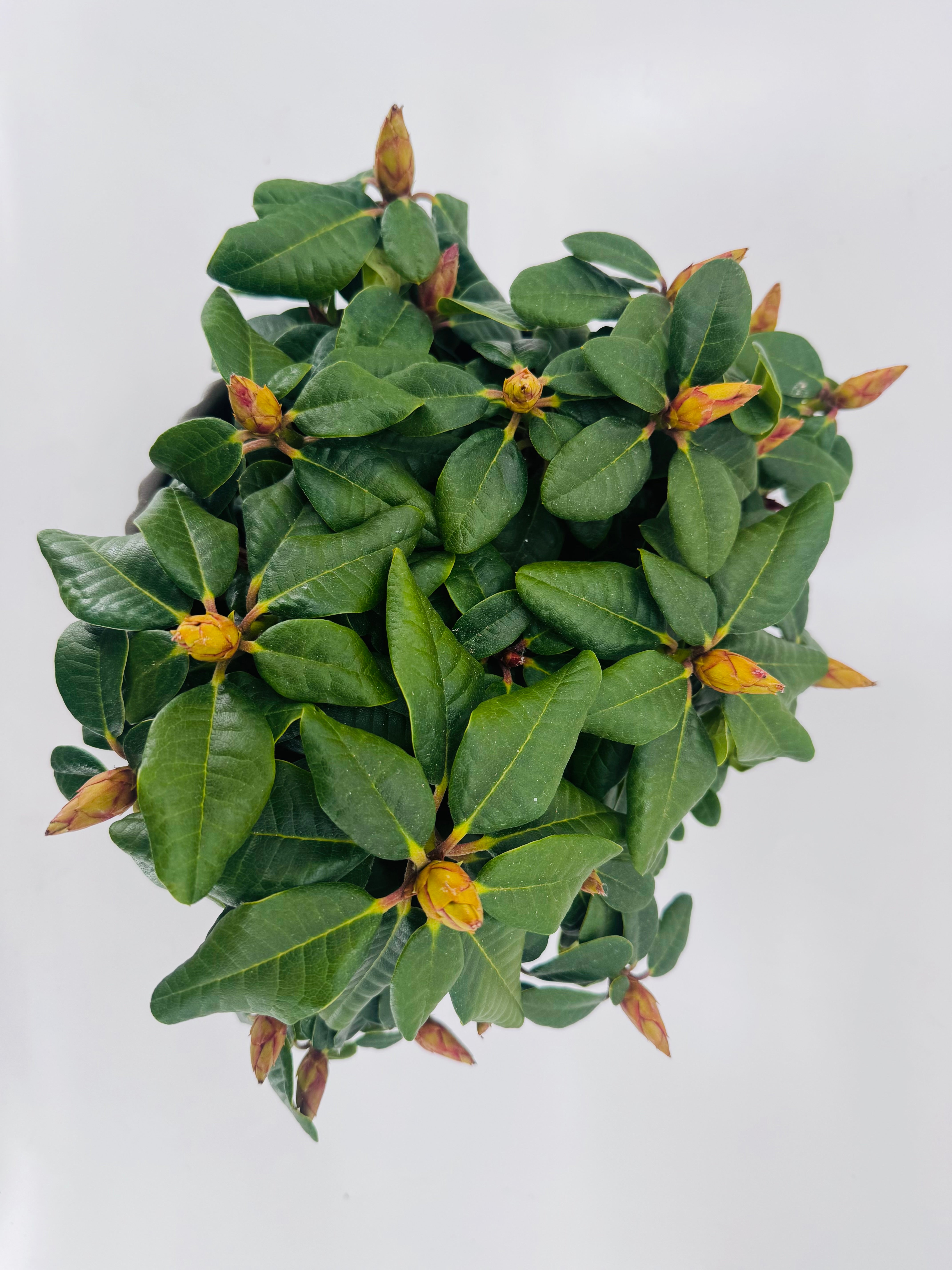 PYRACANTHA ORANGE RHODODENDRON MEZCLA M21