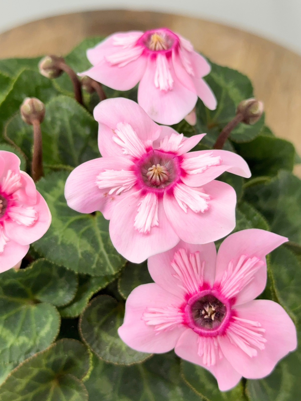 CYCLAMEN MINI M 13