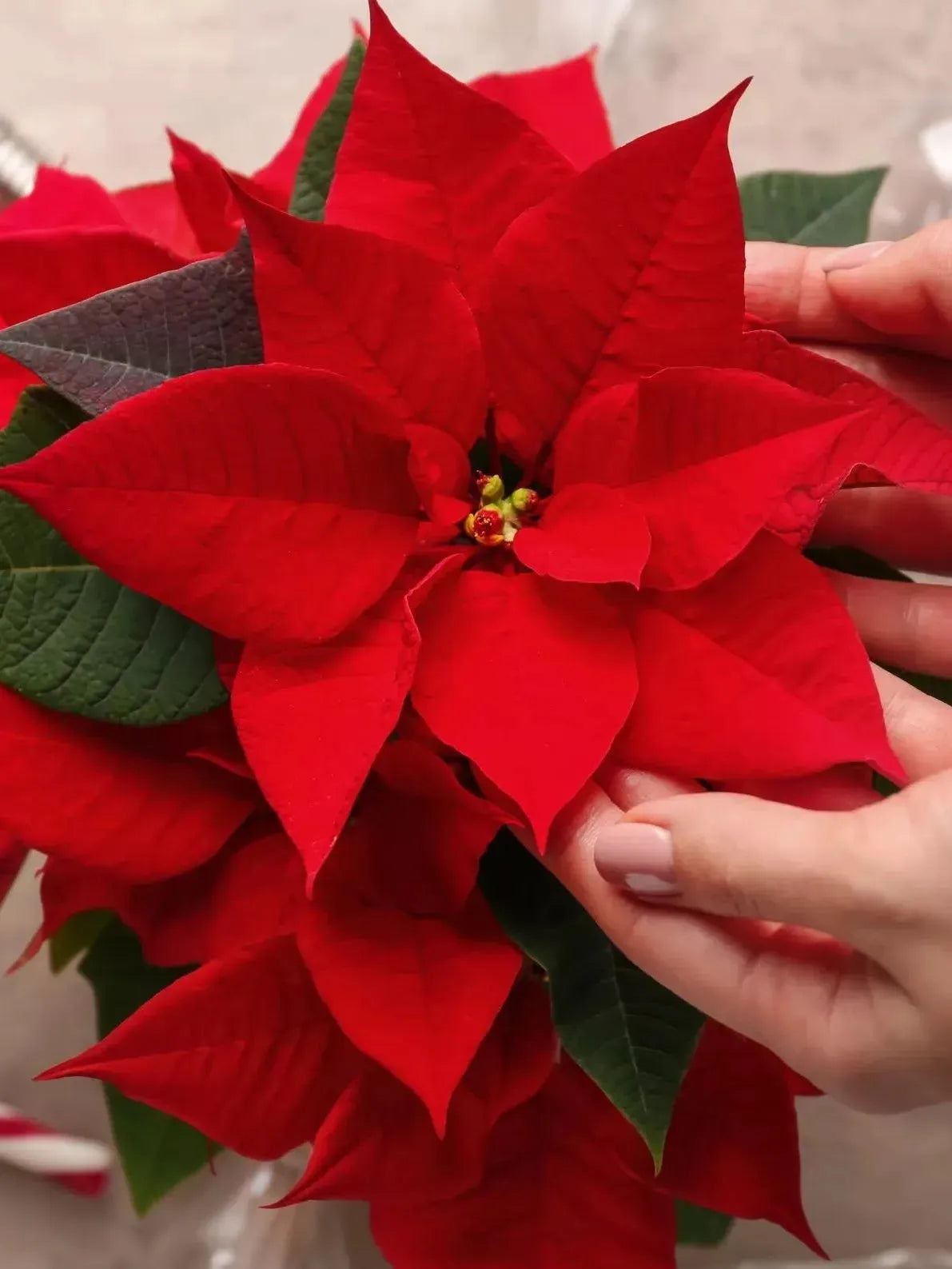 Vibrant red poinsettia plant with lush green leaves, gently touched by hands.